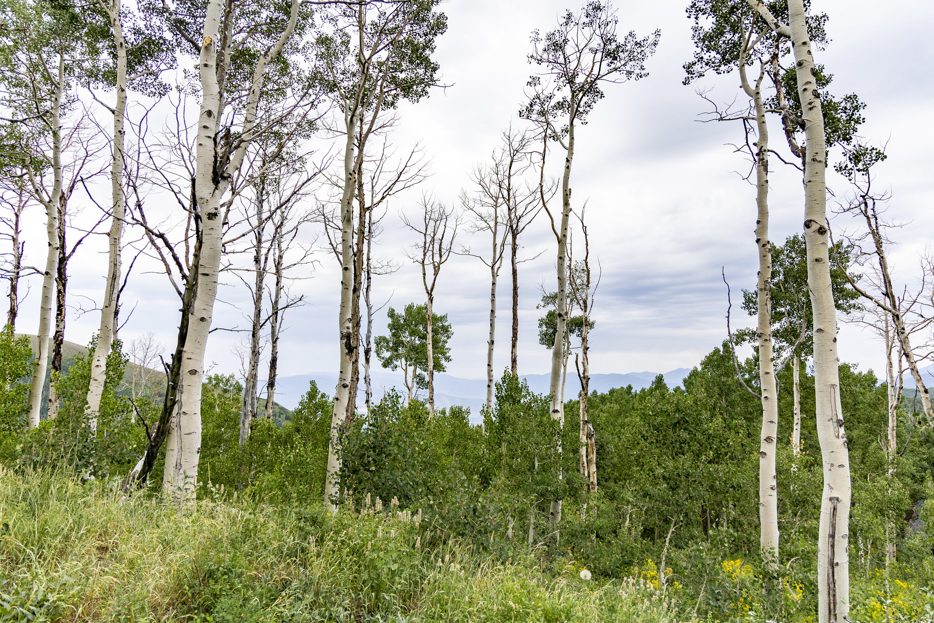  24 Acre Development Parcel in Bonanza Flats - 物件實景
