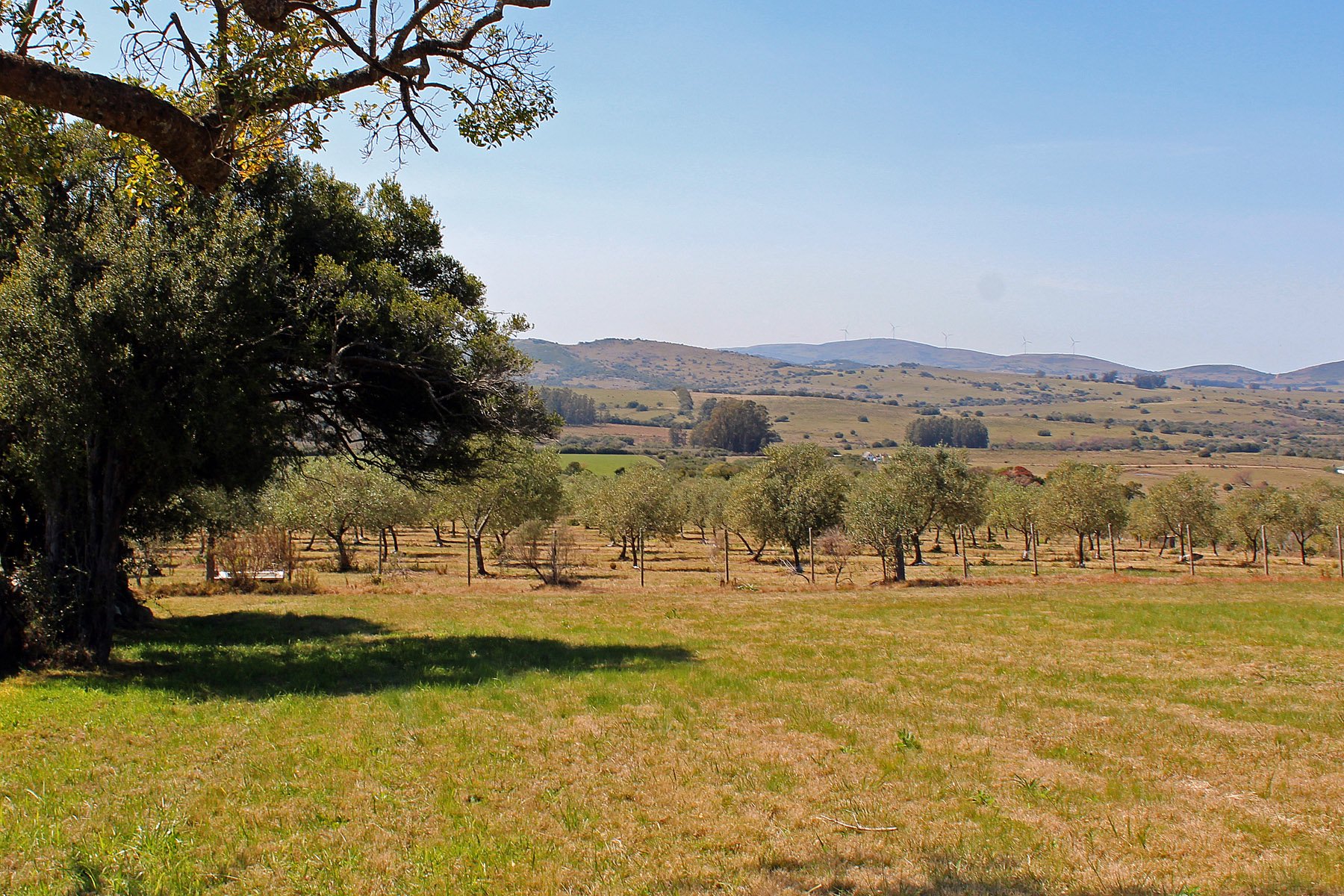  Farm with olive groves in Pueblo Edén - 物件實景