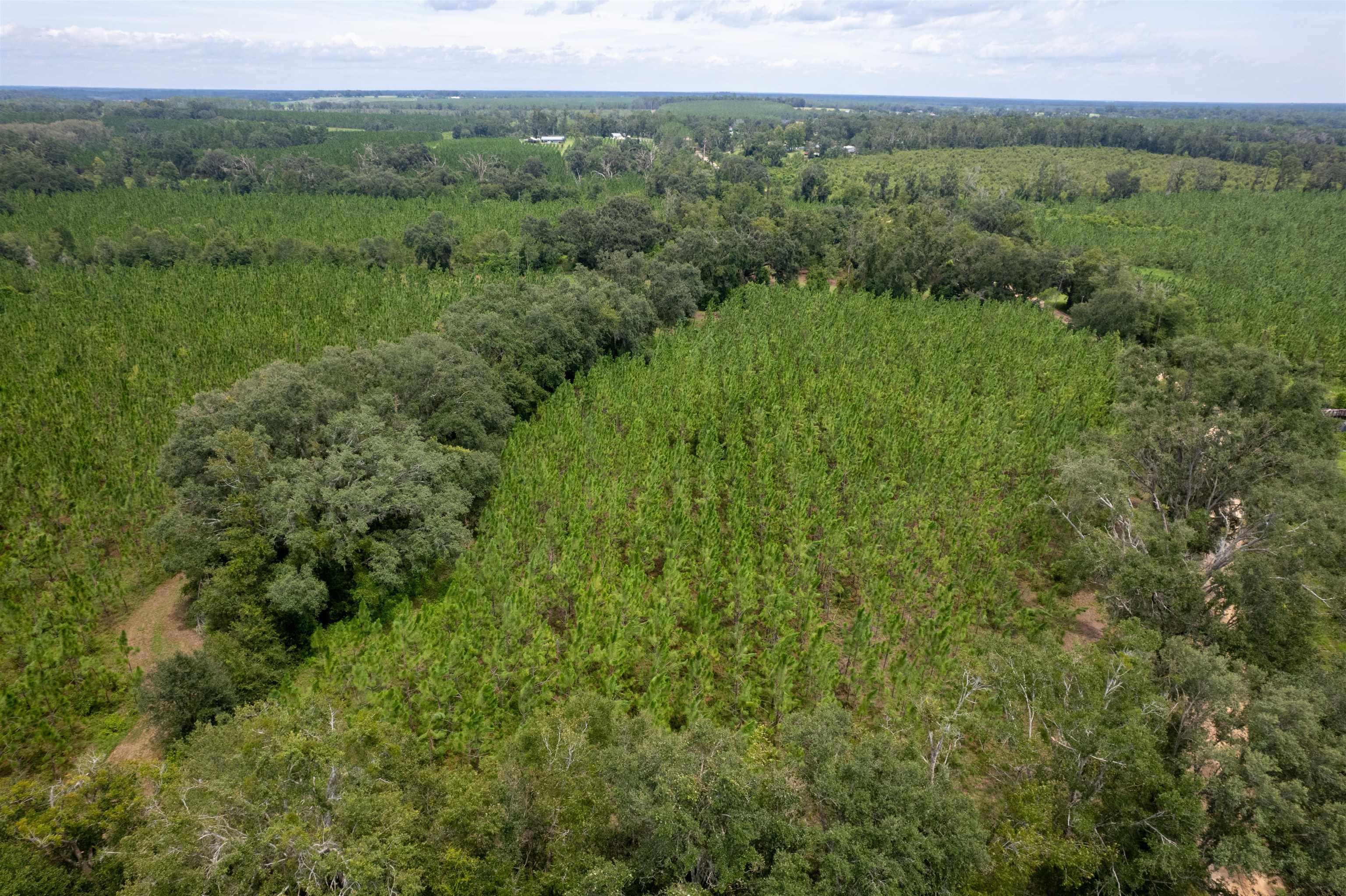 xxx Ne Geranium Street, Madison, Florida, 32340, United States, ,Land,For Sale,xxx Ne Geranium Street,1671968