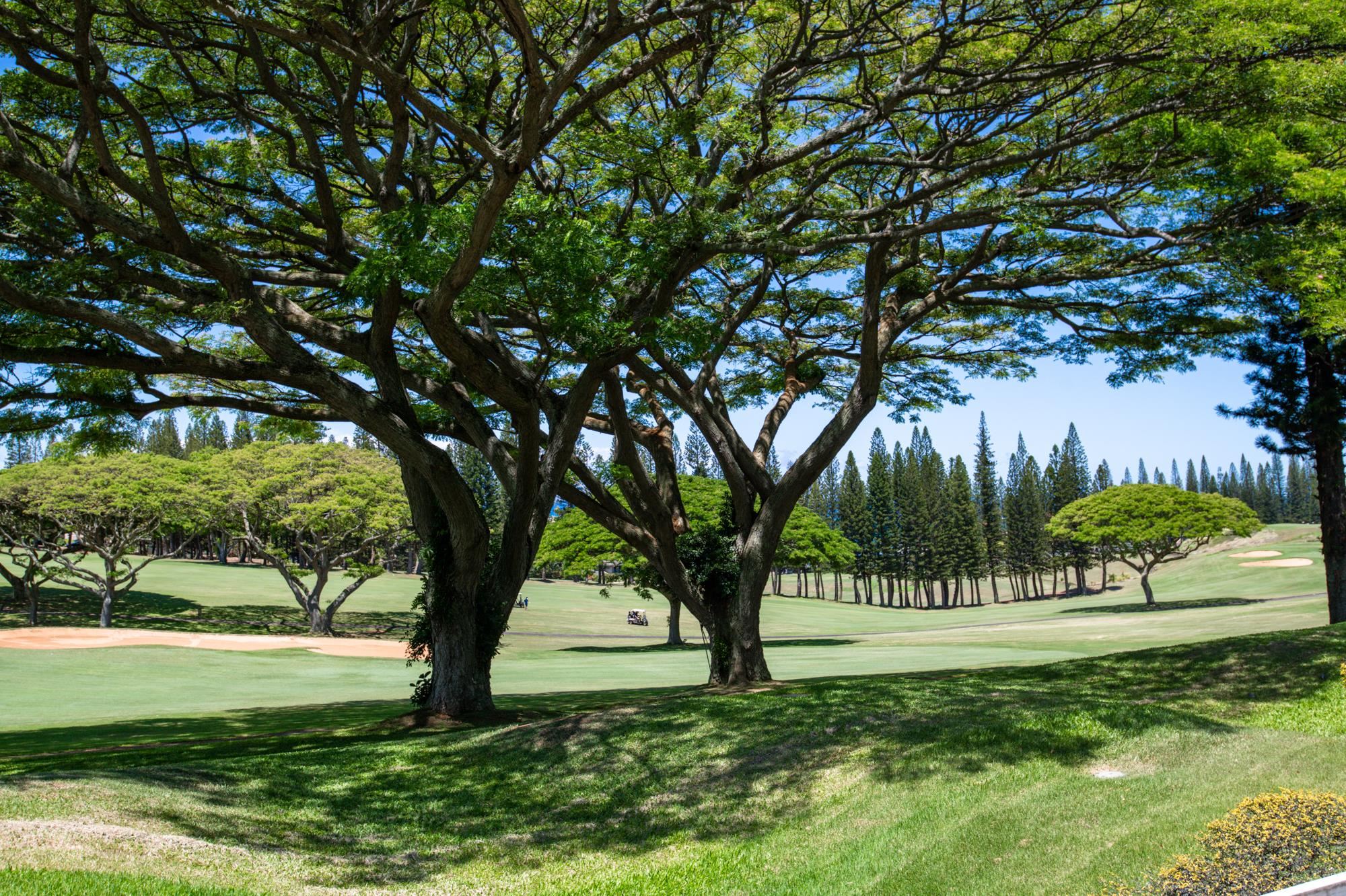 Lahaina, Hawaii, 96761, United States, 2 Bedrooms Bedrooms, ,2 BathroomsBathrooms,Residential,For Sale,2003165