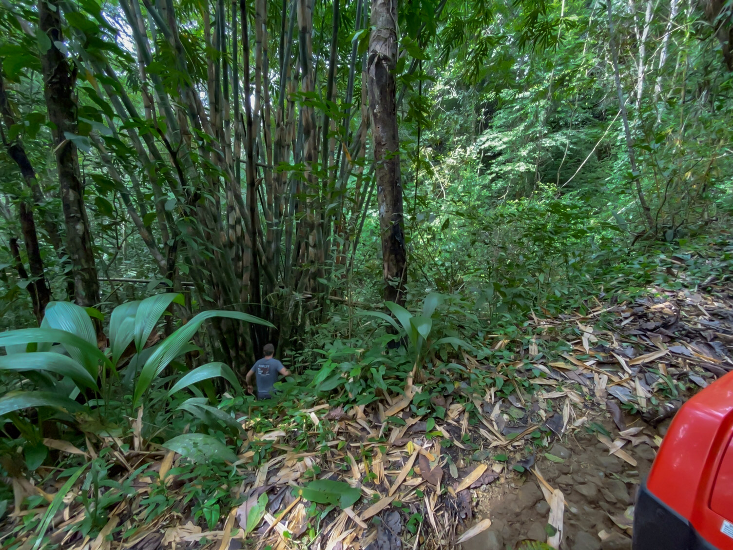 Las Delicias, Delicias, Puntarenas, CR, ,Land,For Sale,Las Delicias,1613556