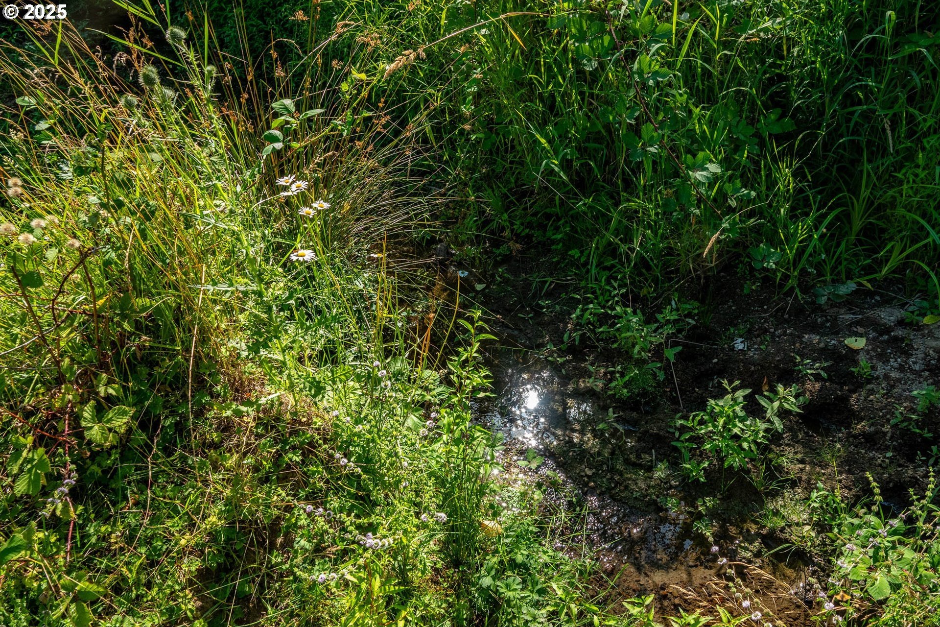 Myrtle Point, Oregon, 97458, United States, 3 Bedrooms Bedrooms, ,3 BathroomsBathrooms,Residential,For Sale,1975614