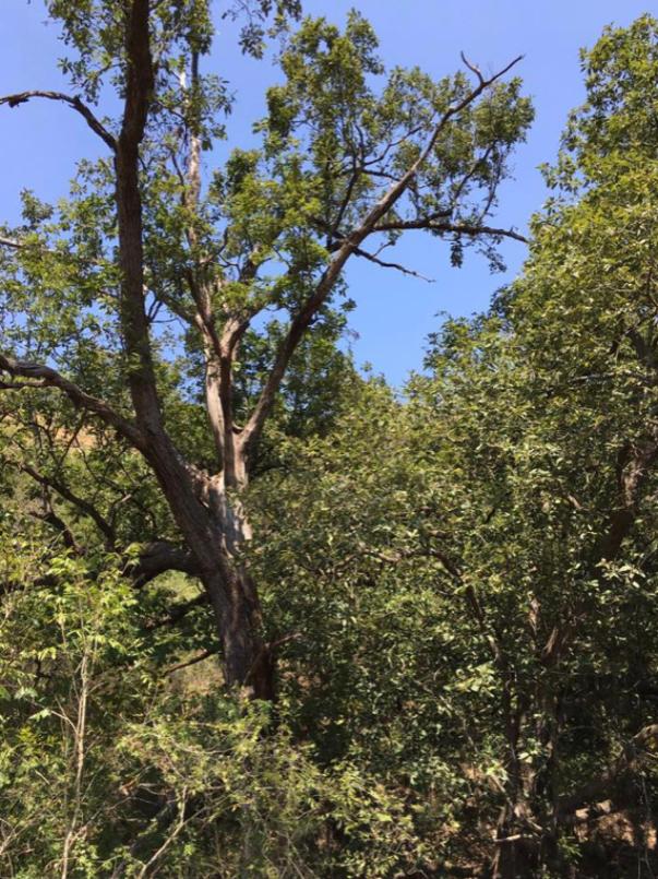 El Barrial, Santiago, Nuevo León, 67323, Mexico, 1 Bedroom Bedrooms, ,Residential,For Sale,El Barrial,1621120