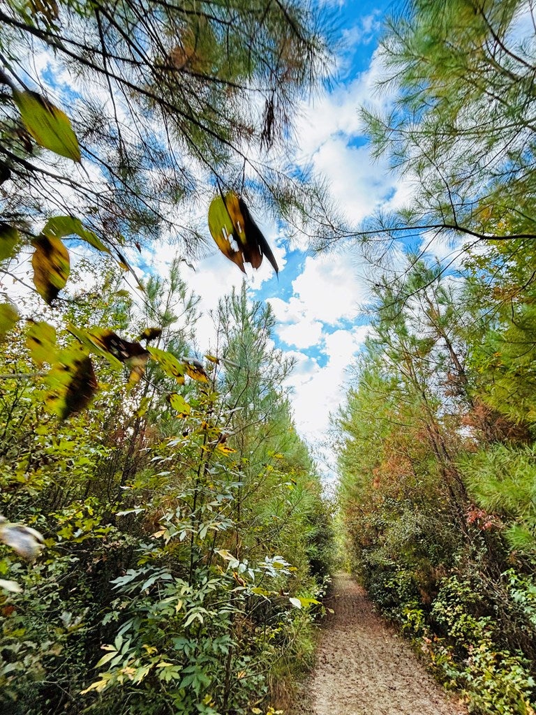 Abbeville, Georgia, 31001, United States, ,Land,For Sale,1975130