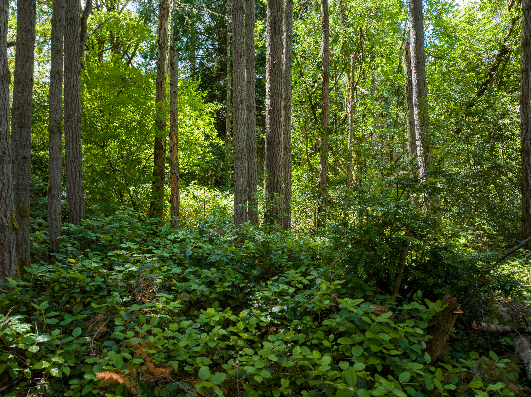  Lot B Bucsit Lane Northeast, Bainbridge Island, WA 98110 - 物件實景