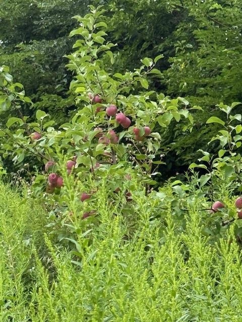 Muscoda, Wisconsin, 53573, United States, 3 Bedrooms Bedrooms, ,3 BathroomsBathrooms,Residential,For Sale,1990387