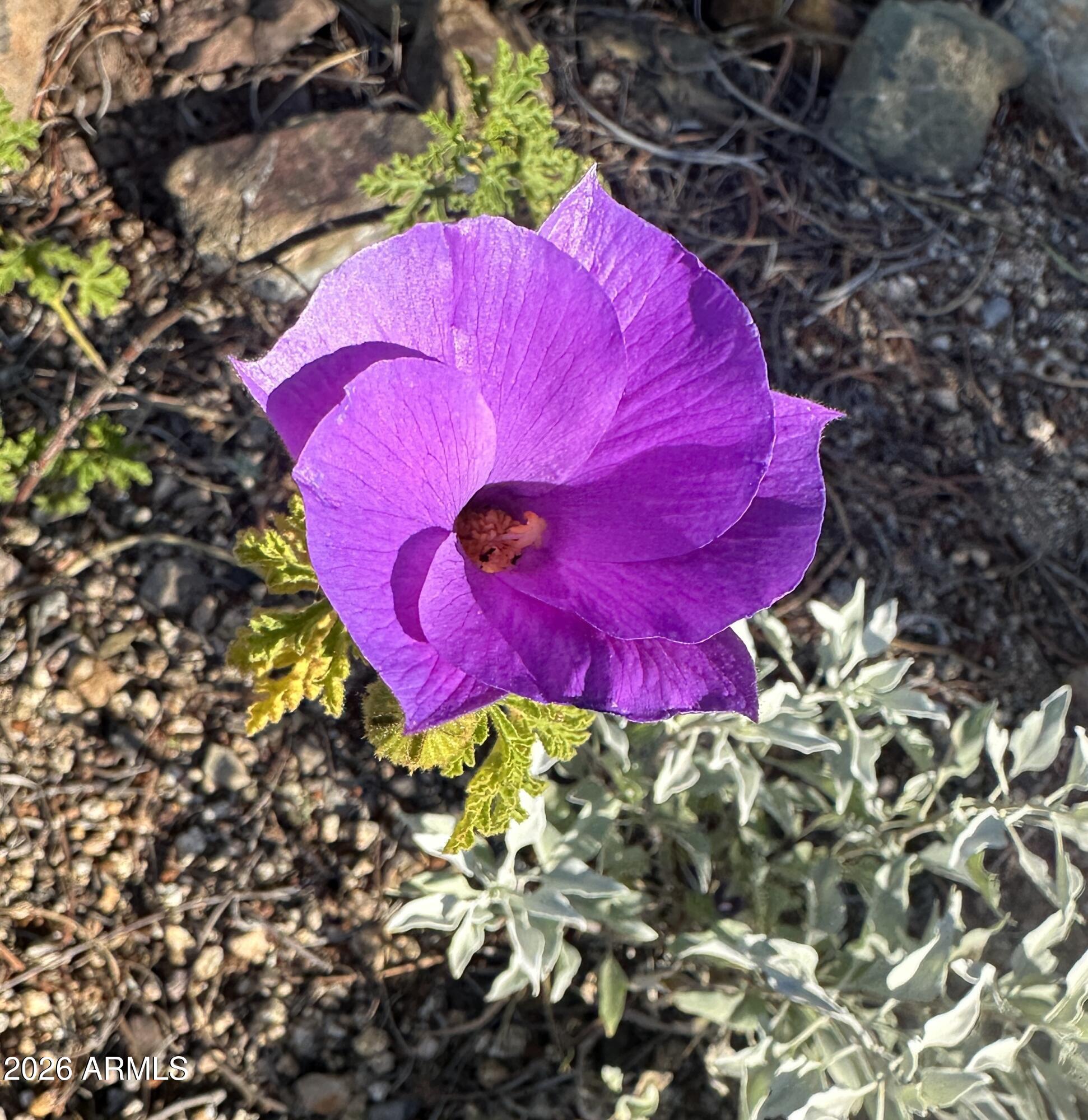  1121 W Aster Drive  Phoenix, AZ - 物件實景