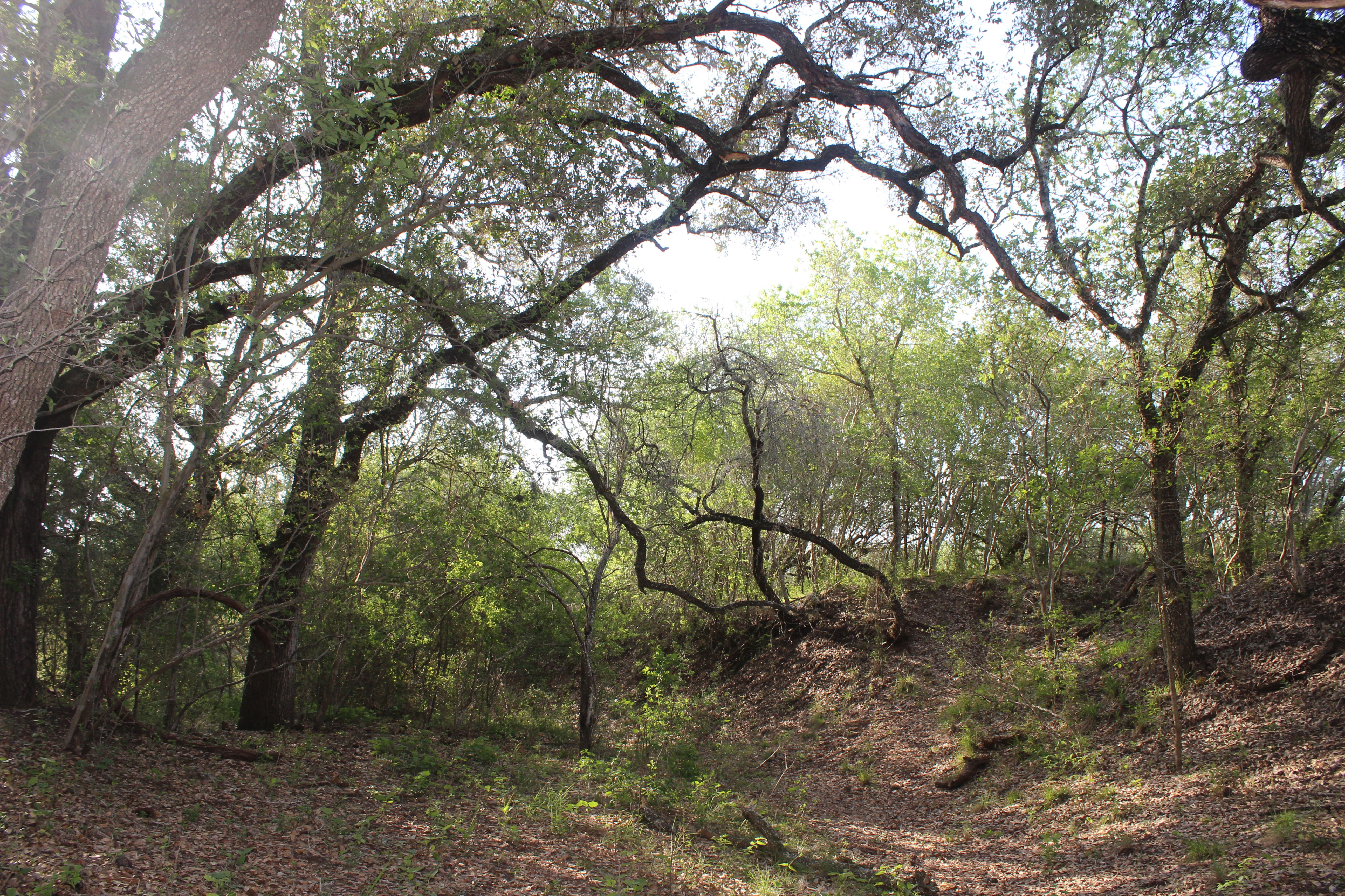  810+/- Acre Cabeza Creek Ranch - 物件實景