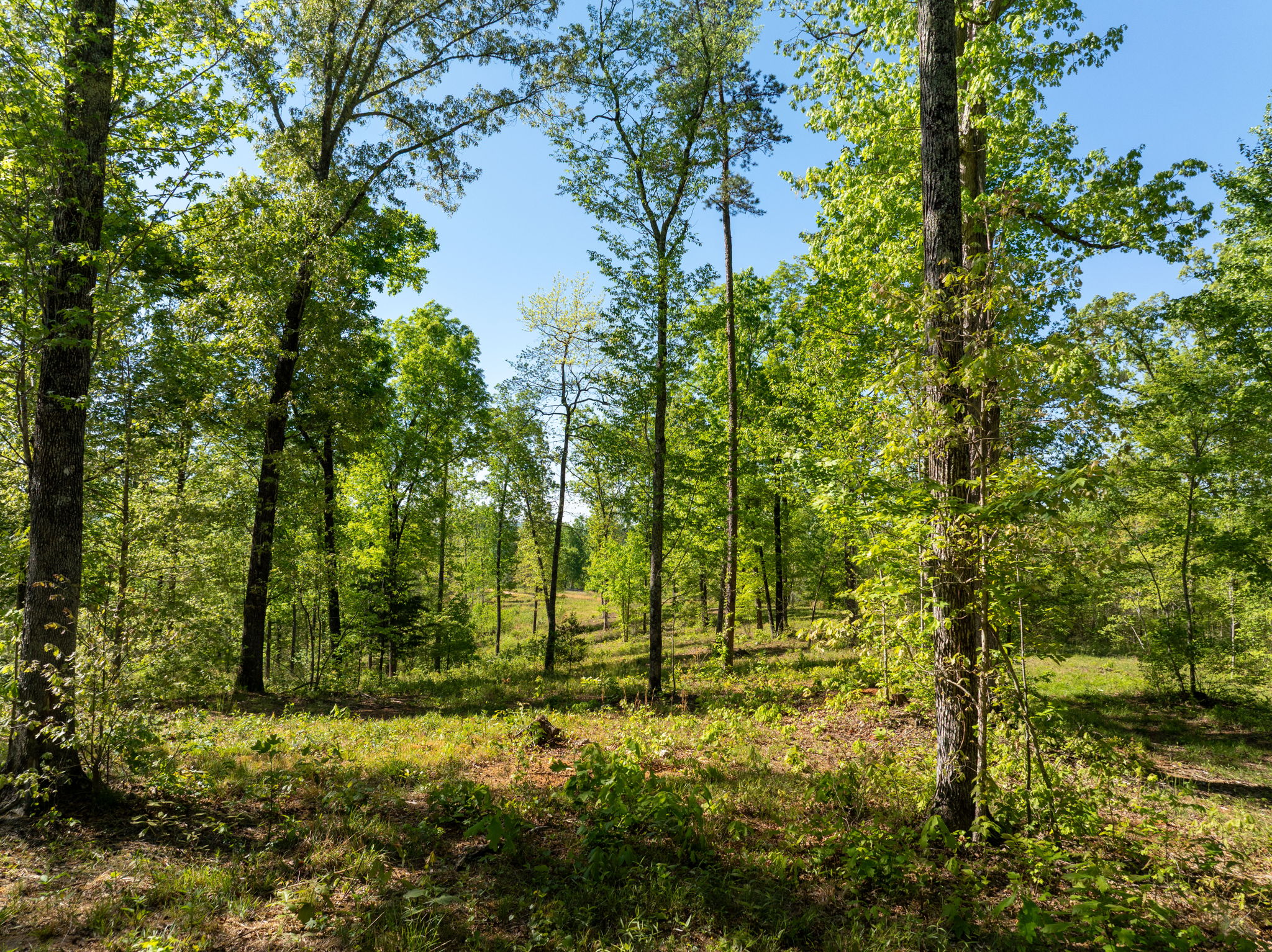  118 Harris Road, Pickens, SC 29671 - 物件實景