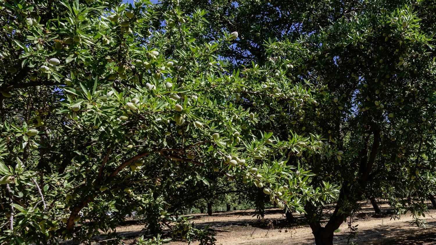 Oakdale, California, 95361, United States, 3 Bedrooms Bedrooms, ,2 BathroomsBathrooms,Residential,For Sale,1982799