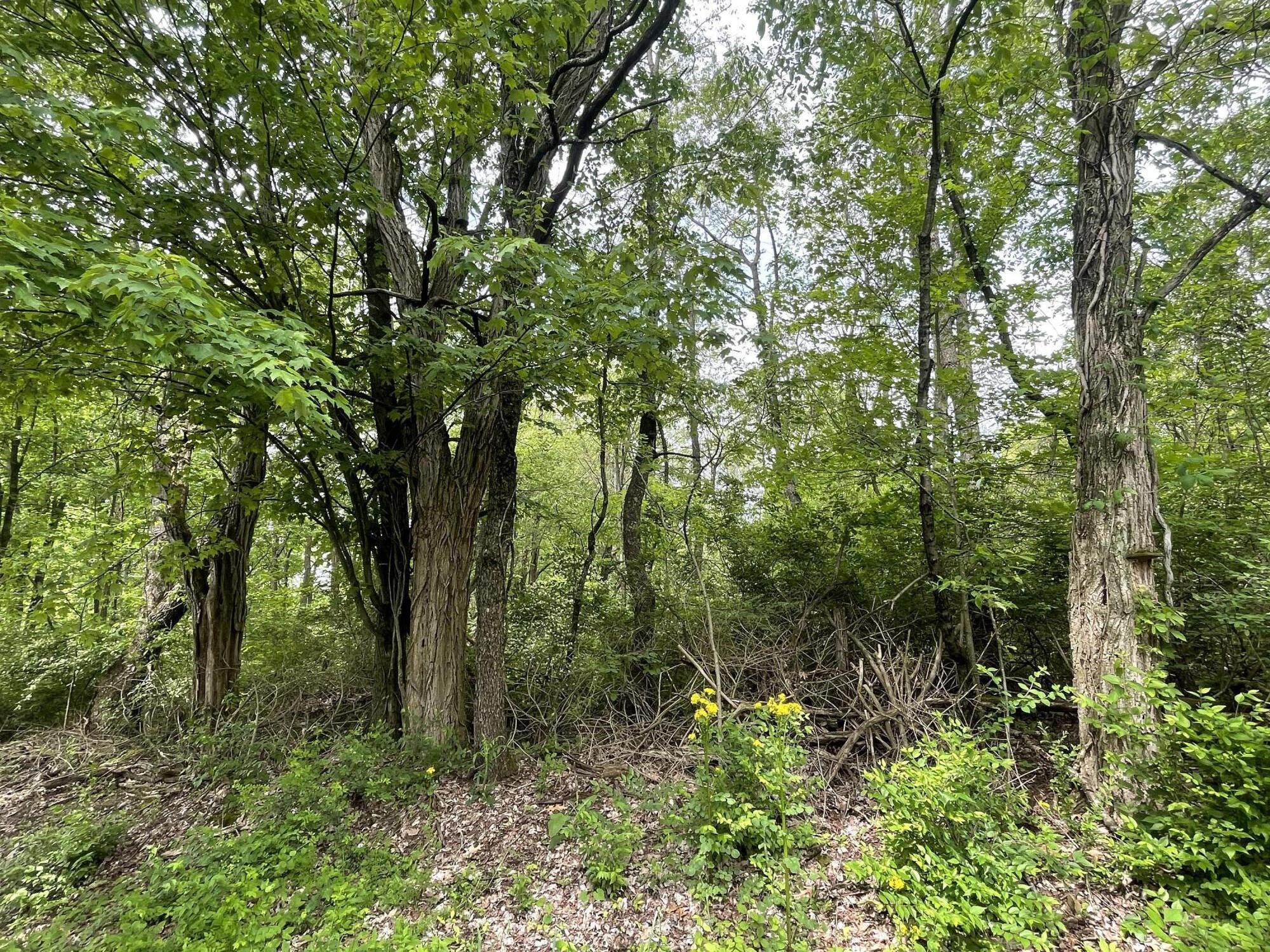 Saint Louisville, Ohio, 43071, United States, ,Land,For Sale,1981627