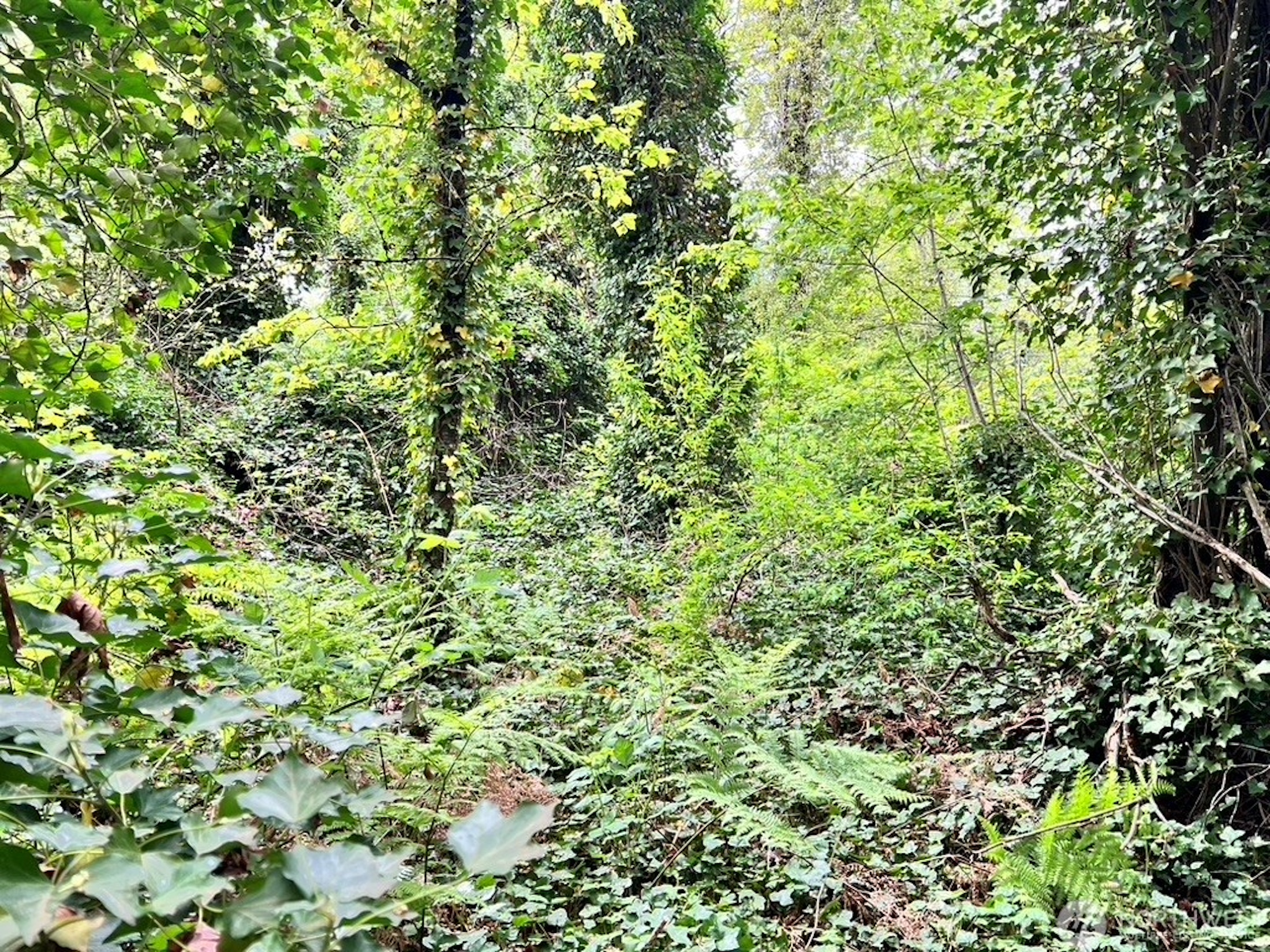  Unique Opportunity in Tukwila - 物件實景