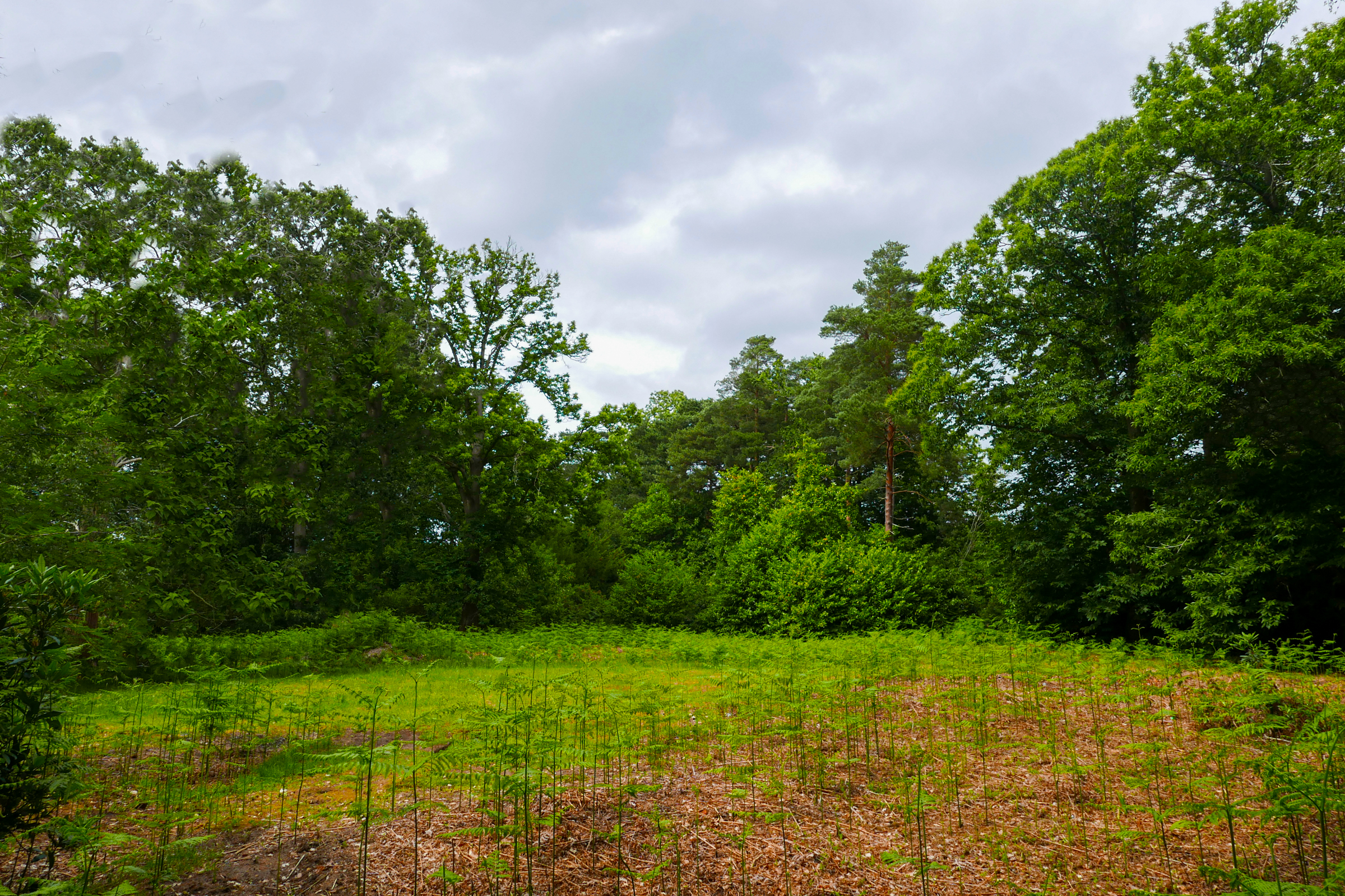  A 6.81-acre development opportunity in the heart of St George’s Hill - 物件實景