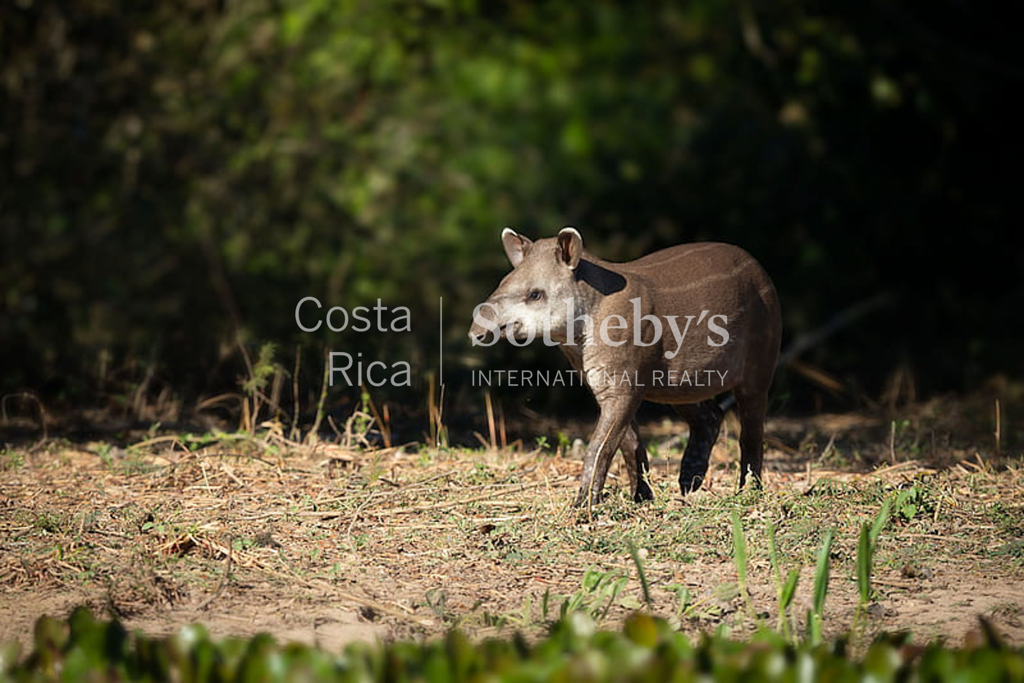  Curubande River Forest Treasure - 物件實景