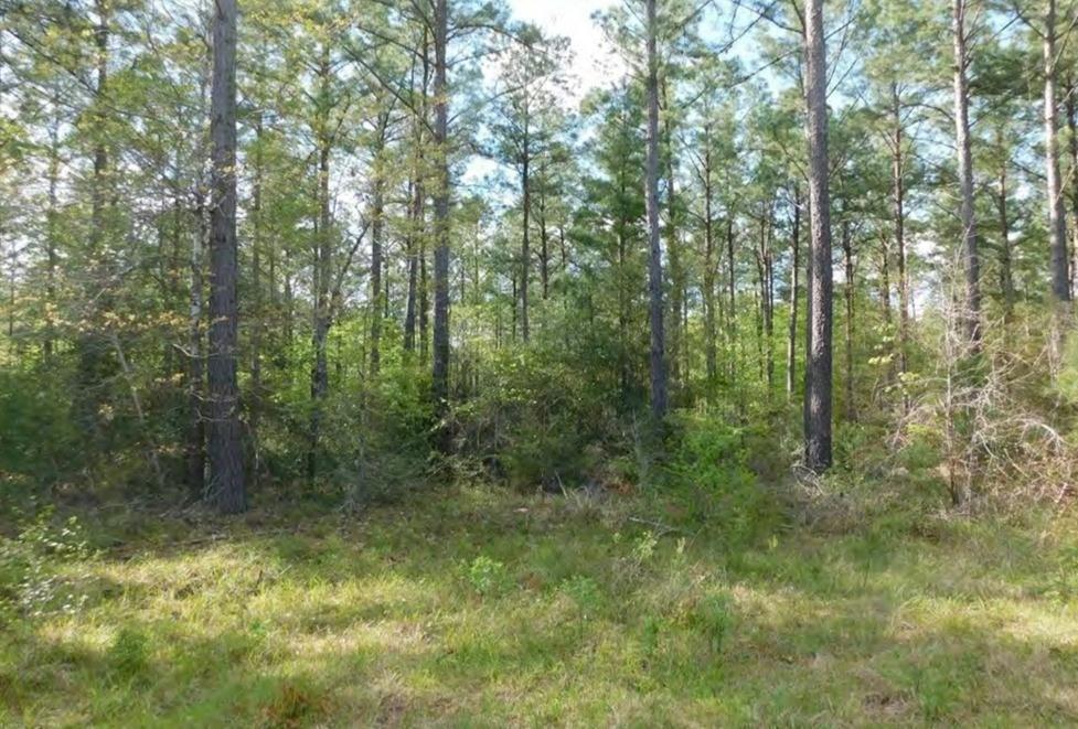 Huntington, Texas, 75949, United States, ,Land,For Sale,1784283