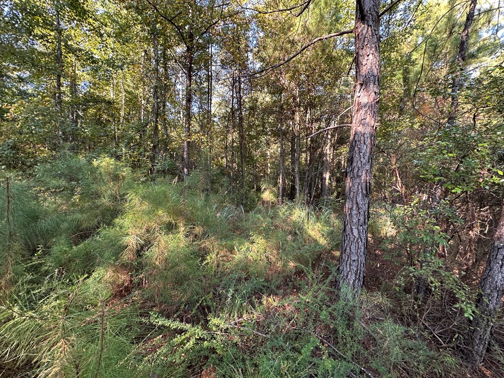 Richland, Georgia, 31825, United States, ,Residential,For Sale,1947054