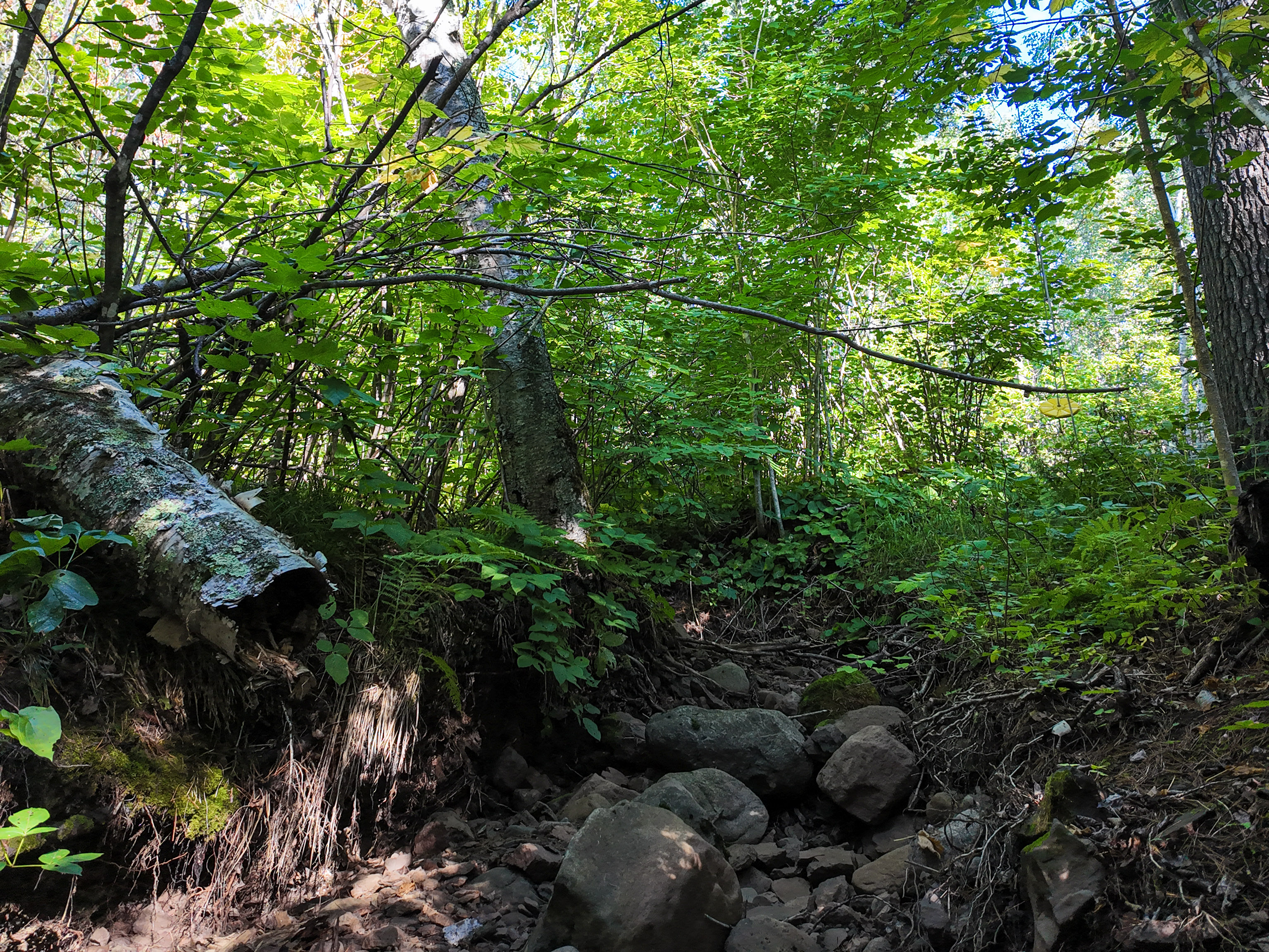  A Rare North Shore Homesite Near Grand Marais - 物件實景