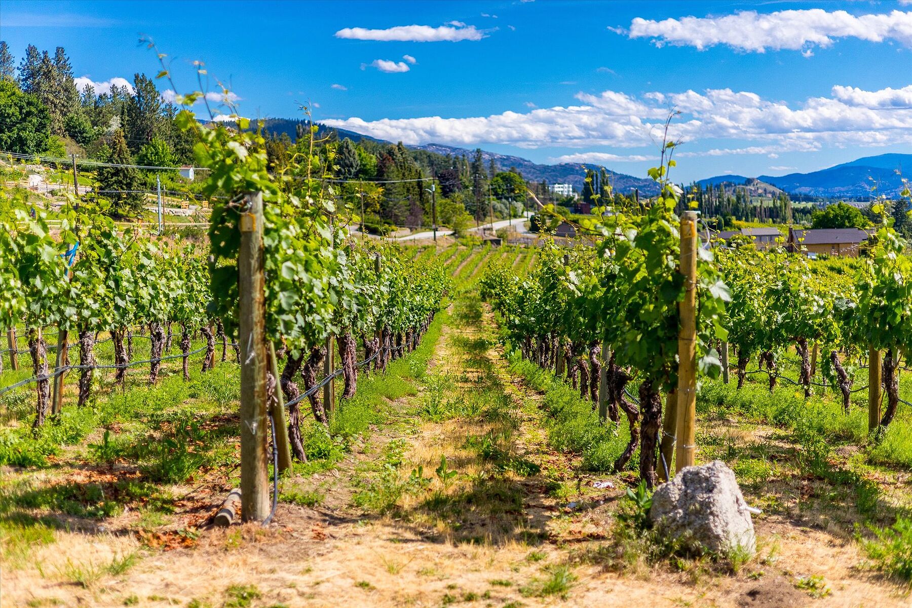  Multiple Homes on a Vineyard - 物件實景