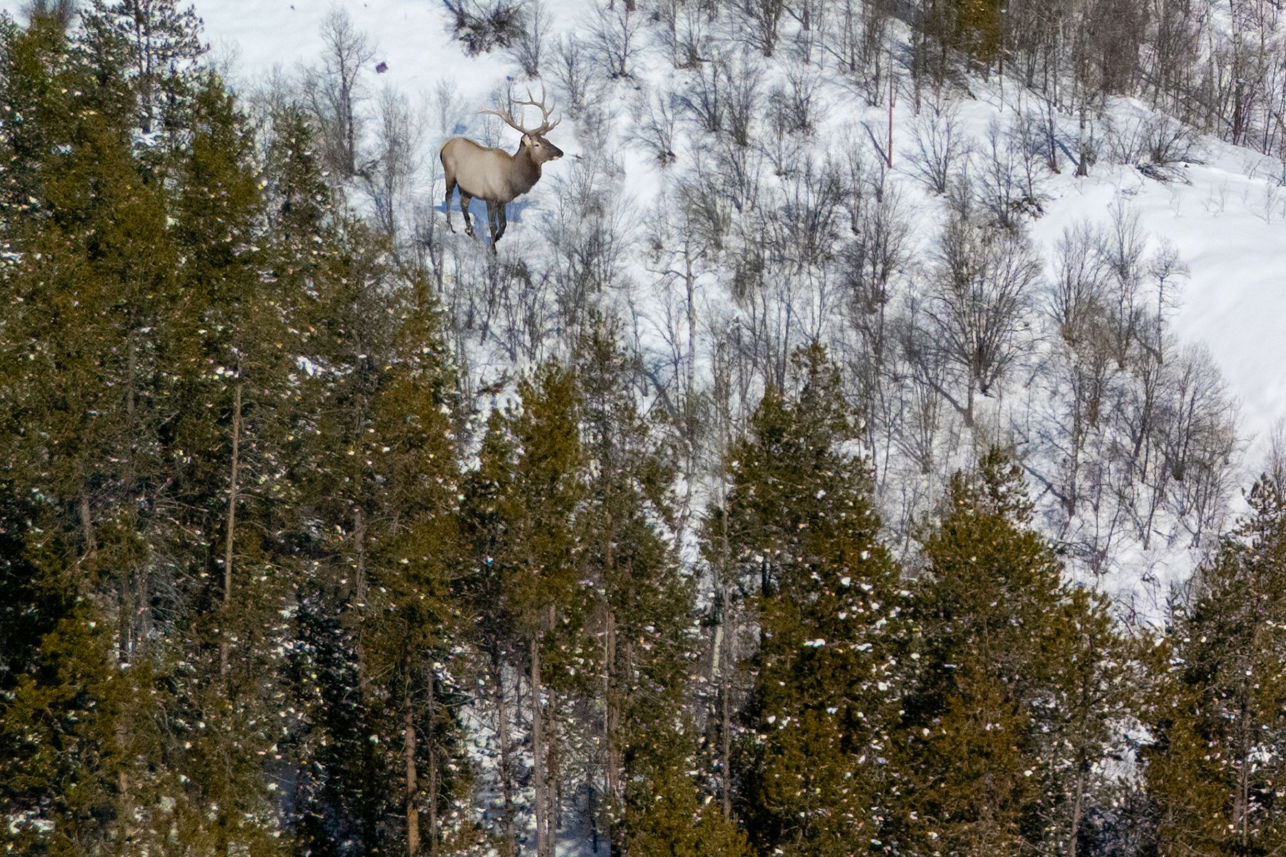  Property Overlooking the Palisades Reservoir - 物件實景