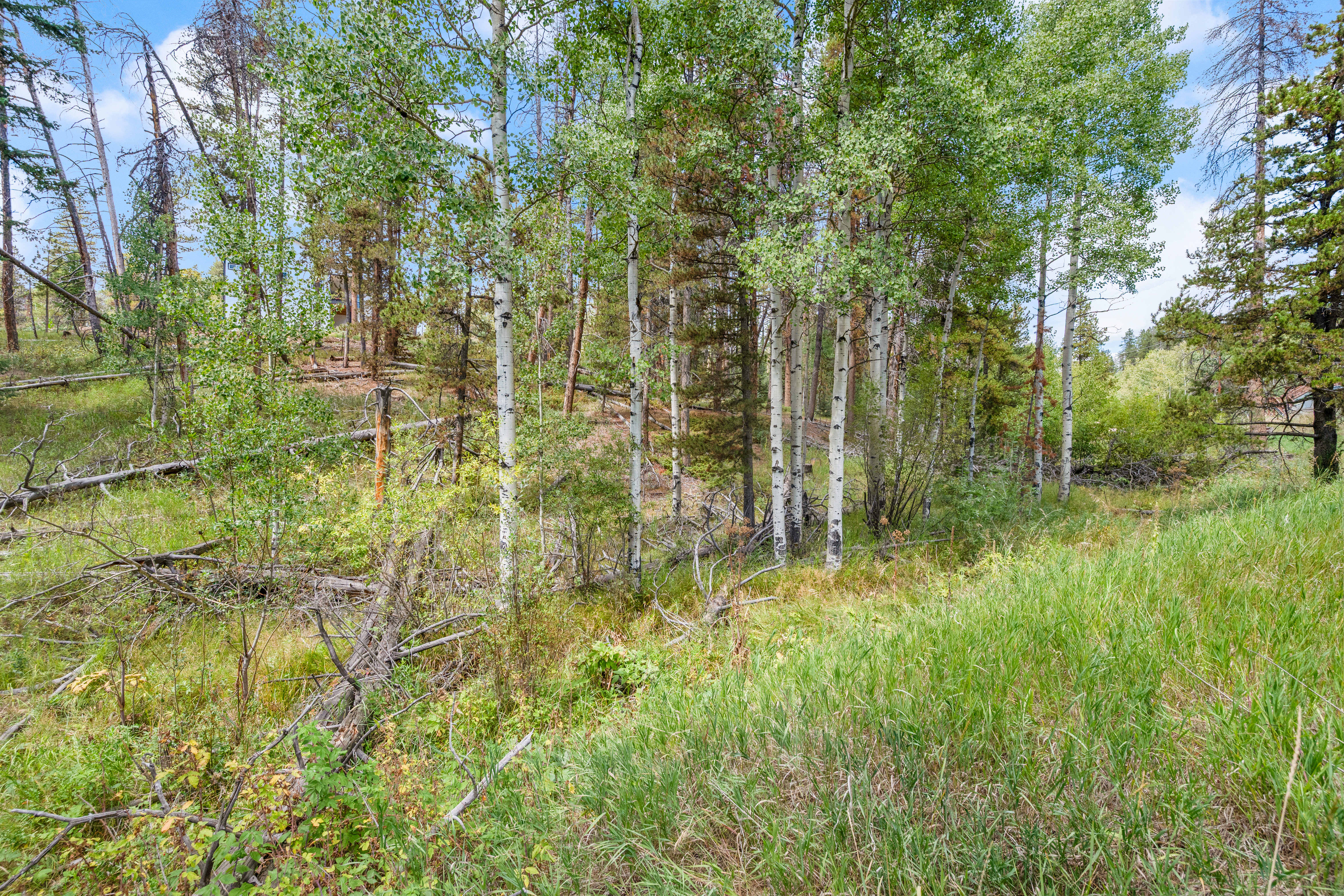  Secluded Conifer Mountain Lot Nestled in Trees with Stream & Wildlife - 物件實景