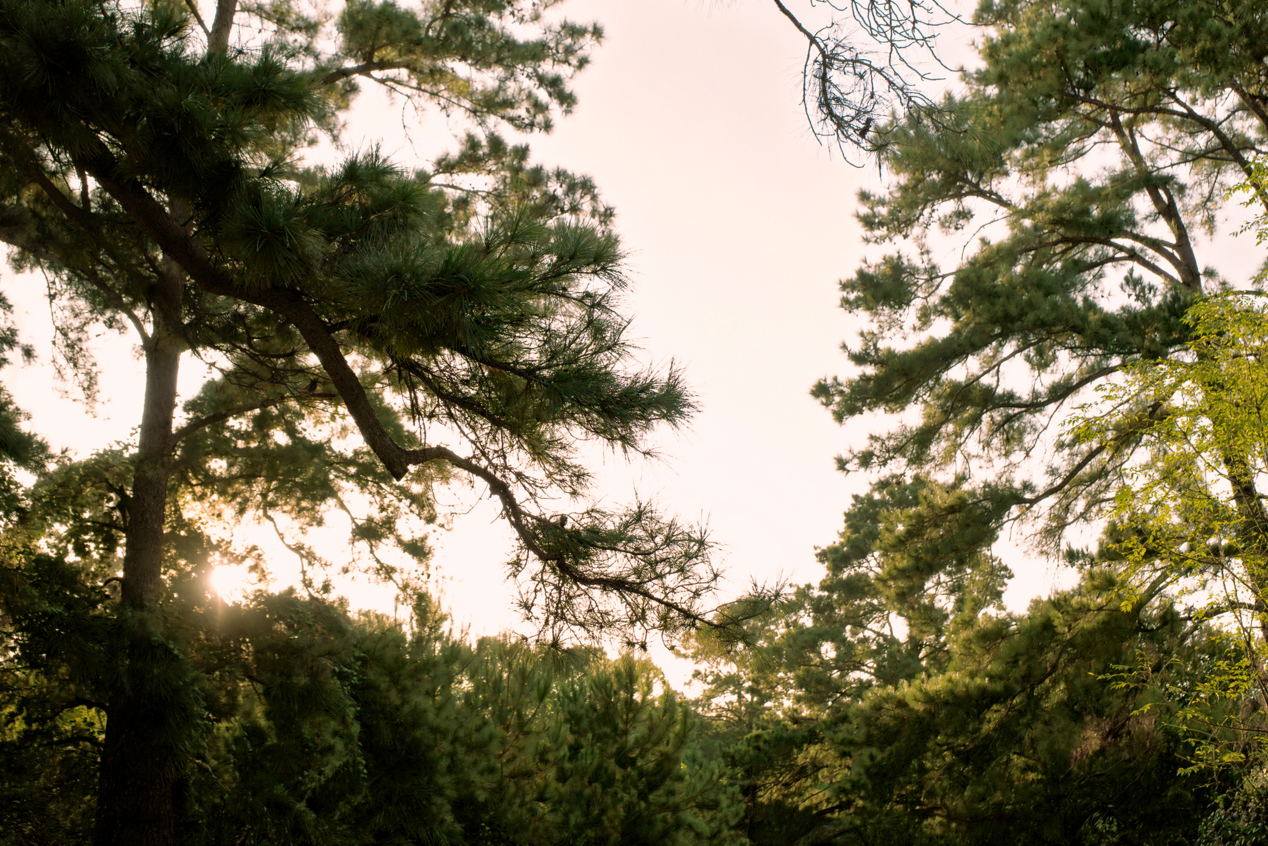  Piney Creek Ranch in Bastrop County - 物件實景