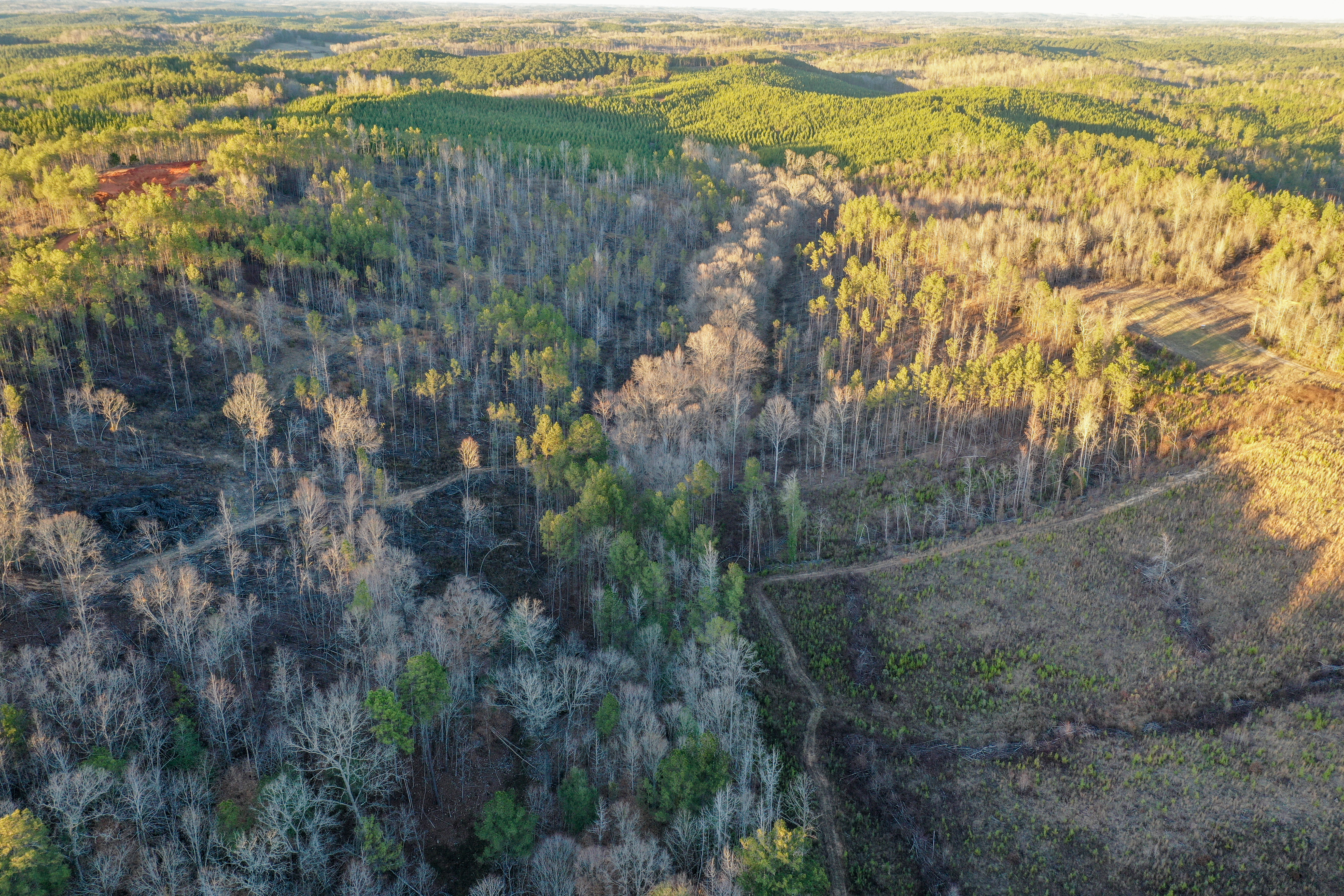 Centreville, Alabama, 35042, United States, ,Land,For Sale,2010430