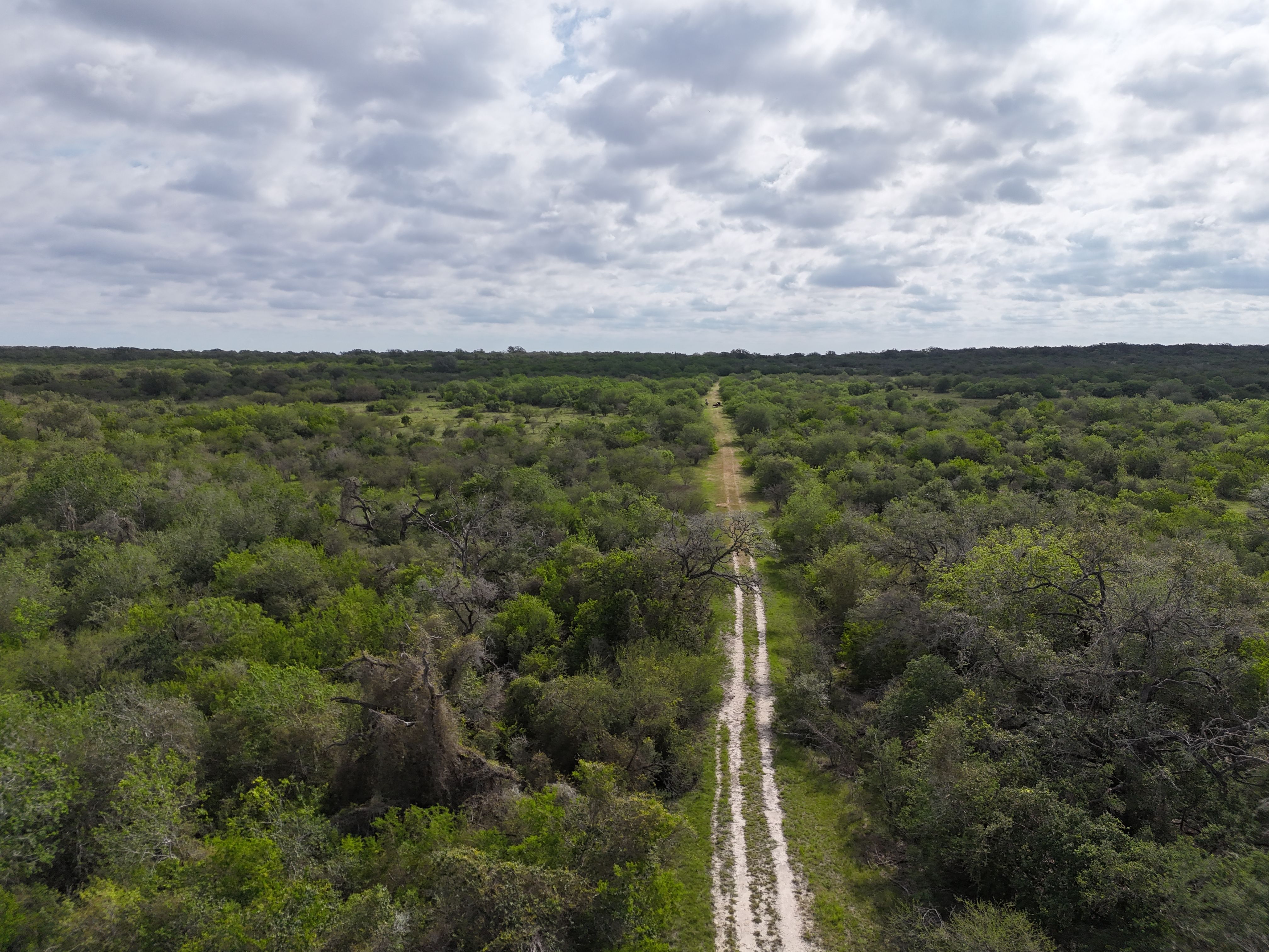  810+/- Acre Cabeza Creek Ranch - 物件實景
