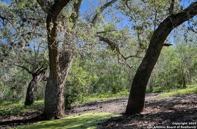 Beeville, Texas, 78102, United States, ,Land,For Sale,1988110
