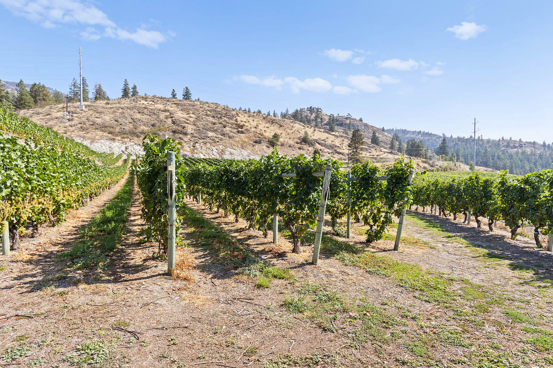  Boutique Okanagan Winery - 物件實景