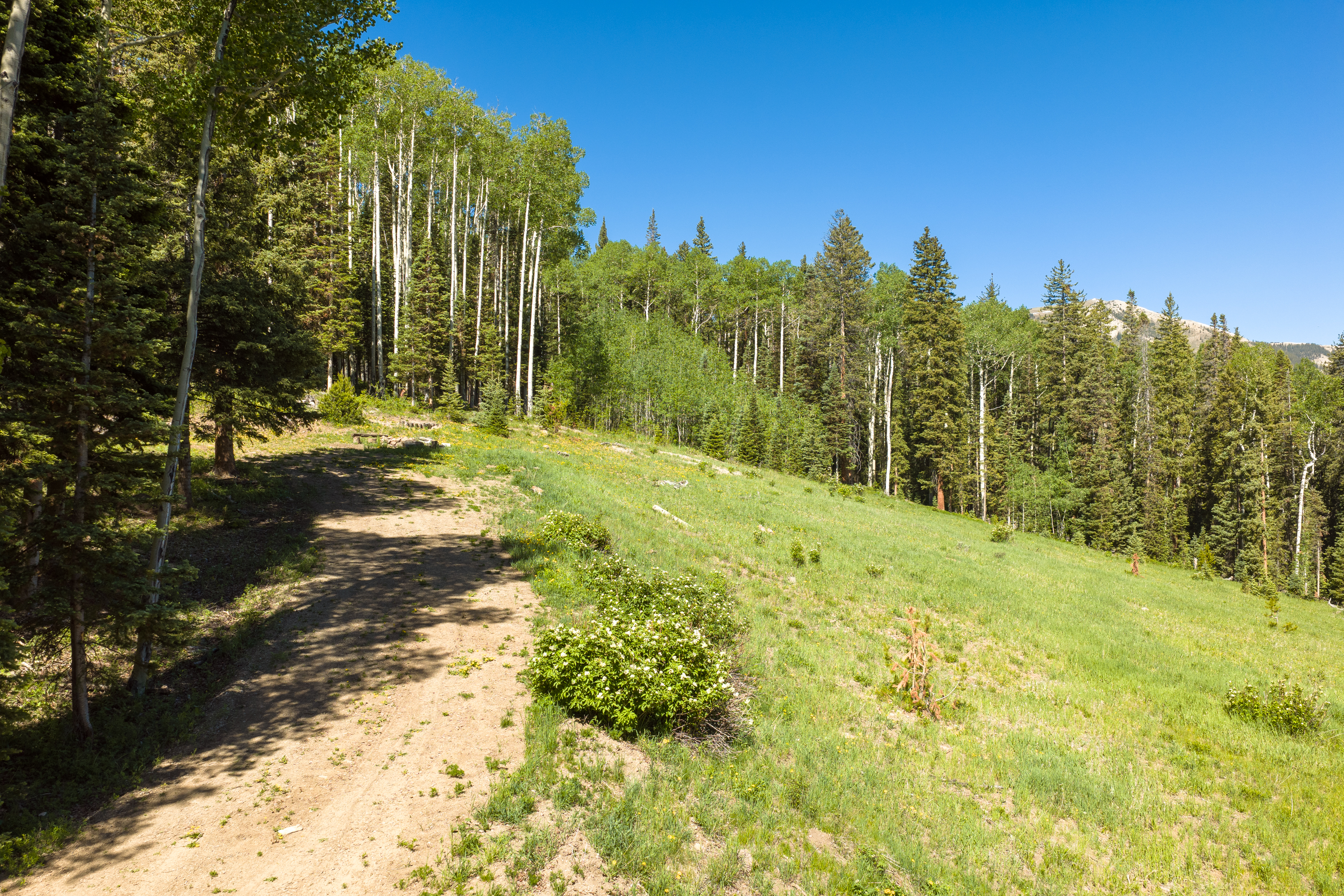  141 White Buffalo Trail, Crested Butte, CO, 81224 - 物件實景