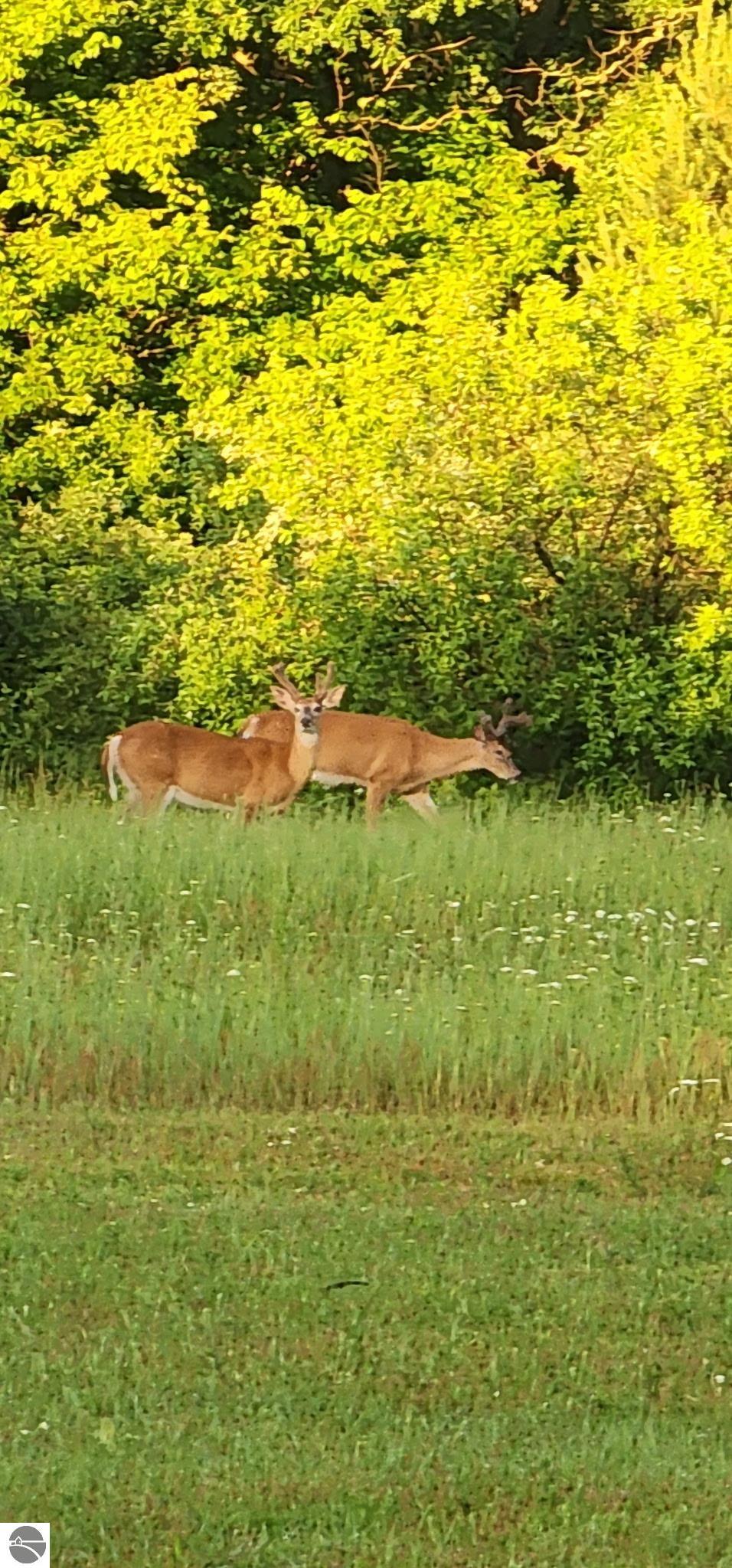 Vestaburg, Michigan, 48891, United States, 6 Bedrooms Bedrooms, ,3 BathroomsBathrooms,Residential,For Sale,1976935