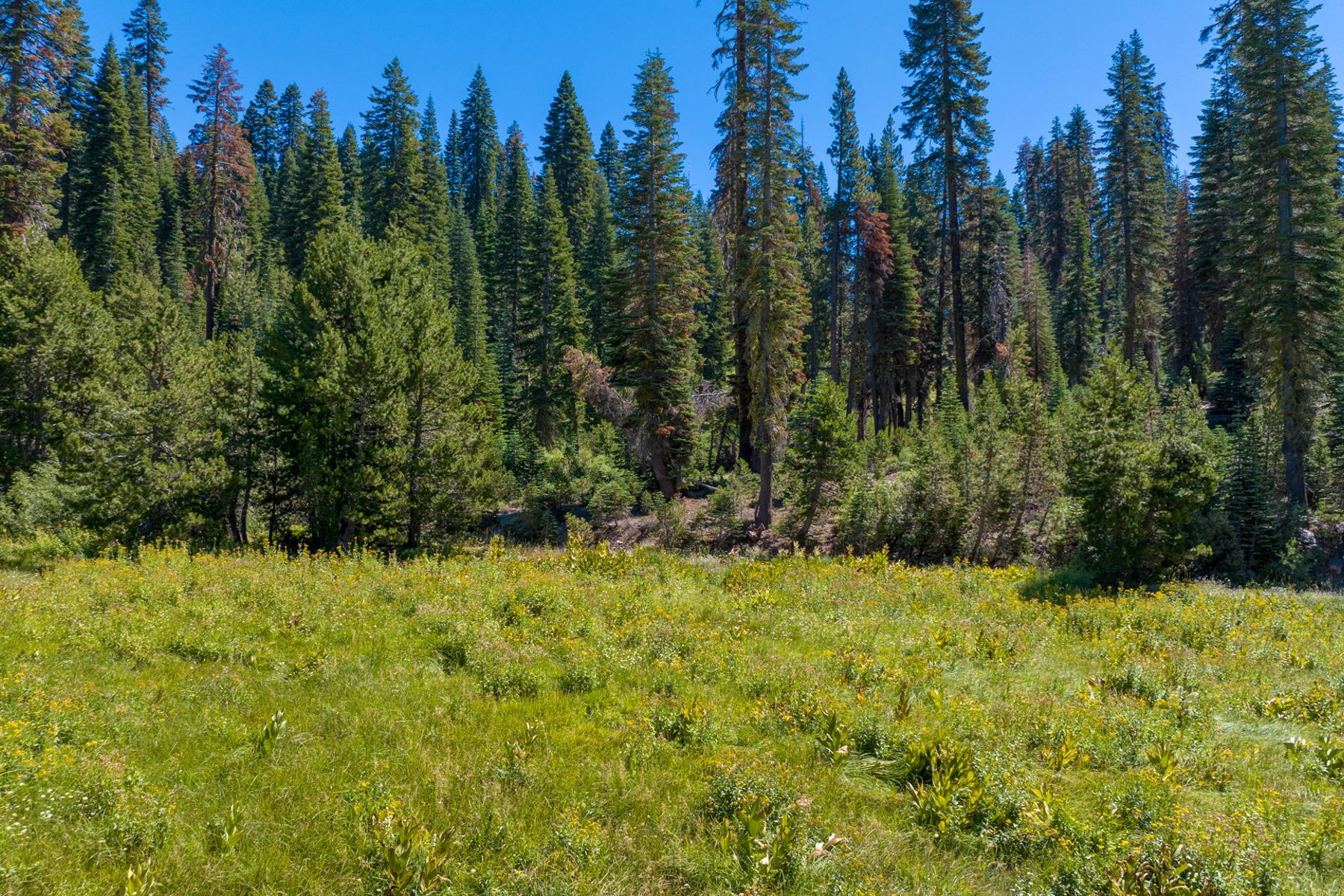  80 Acres of Pristine Land in the Middle of Plumas Eureka State Park - 物件實景