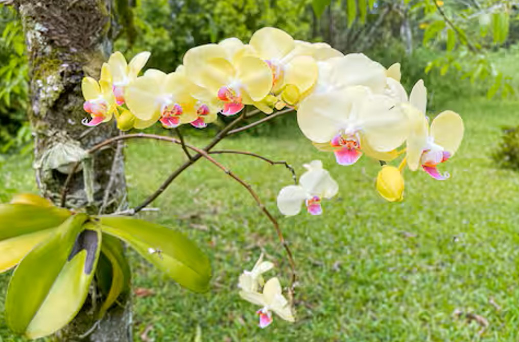 Keaau, Hawaii, 96749, United States, 4 Bedrooms Bedrooms, ,3 BathroomsBathrooms,Residential,For Sale,1859664