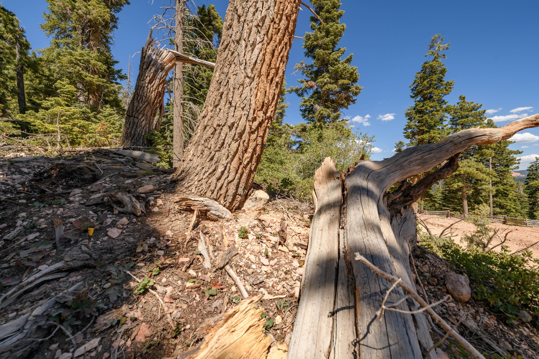  Quiet Mountain Retreat Near Navajo Lake - 物件實景