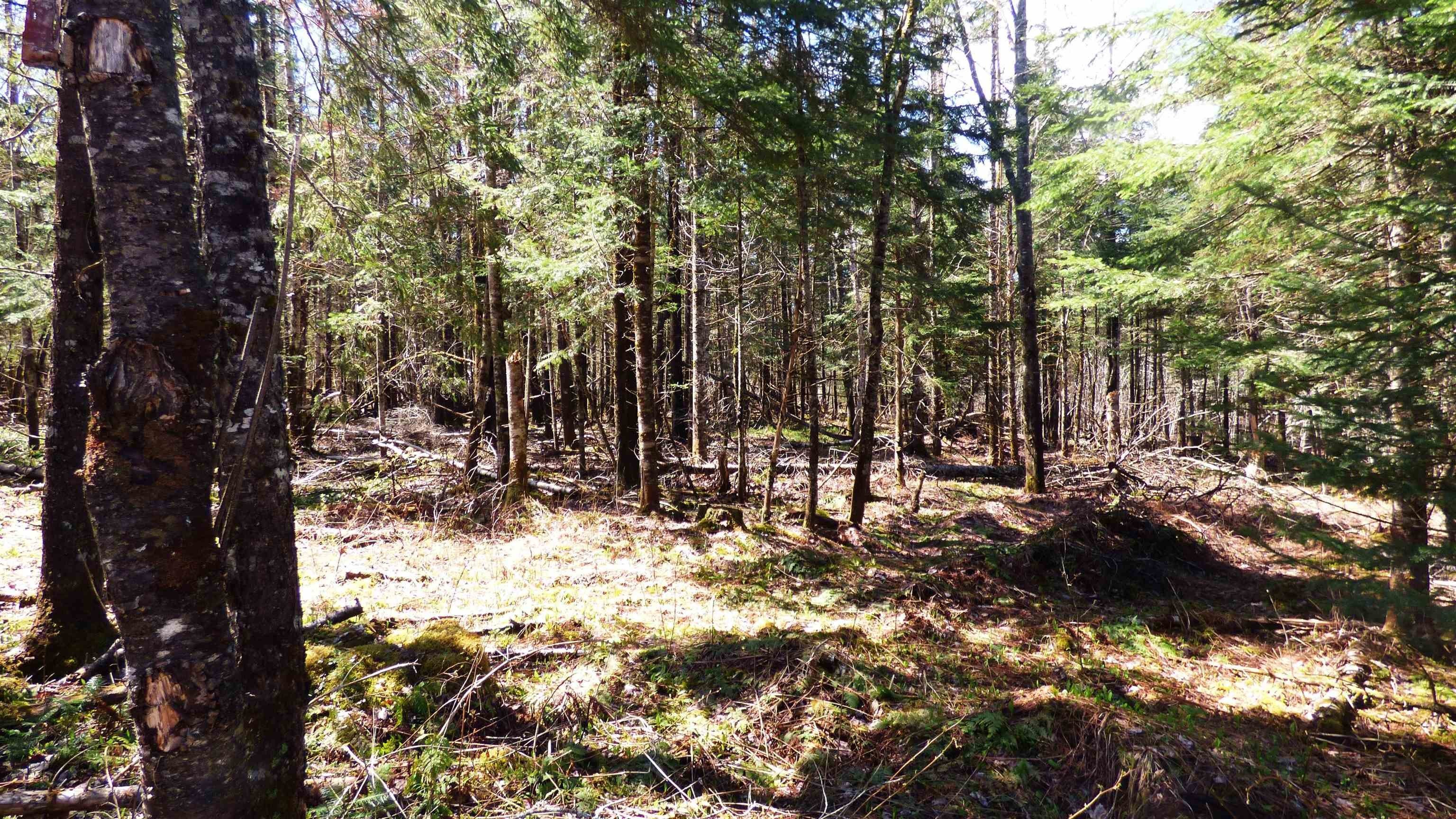 Wheelock, Vermont, 05851, United States, ,Land,For Sale,2017669