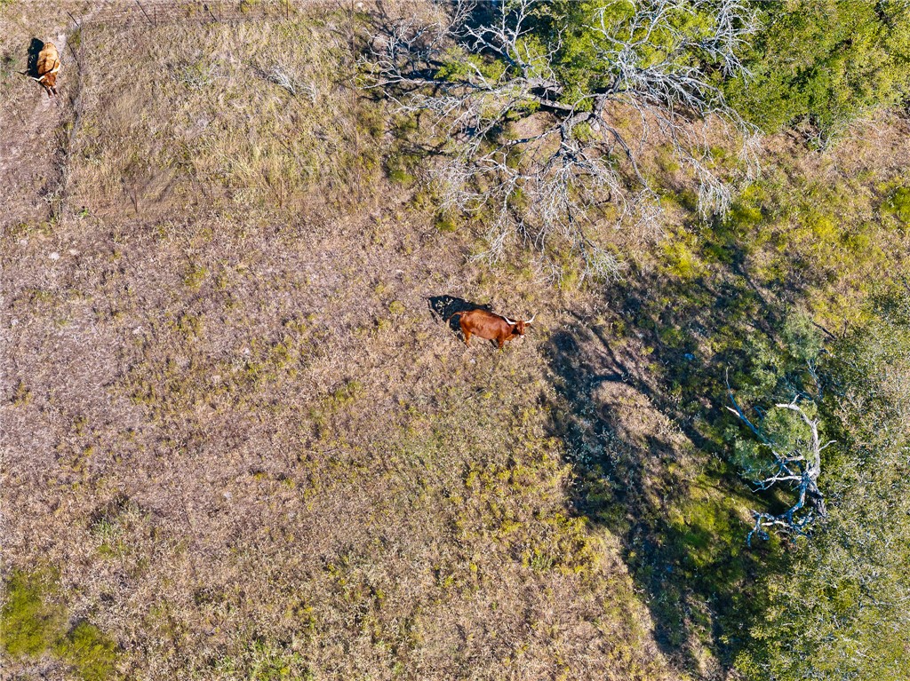 Anderson, Texas, 77830, United States, ,Land,For Sale,1983245