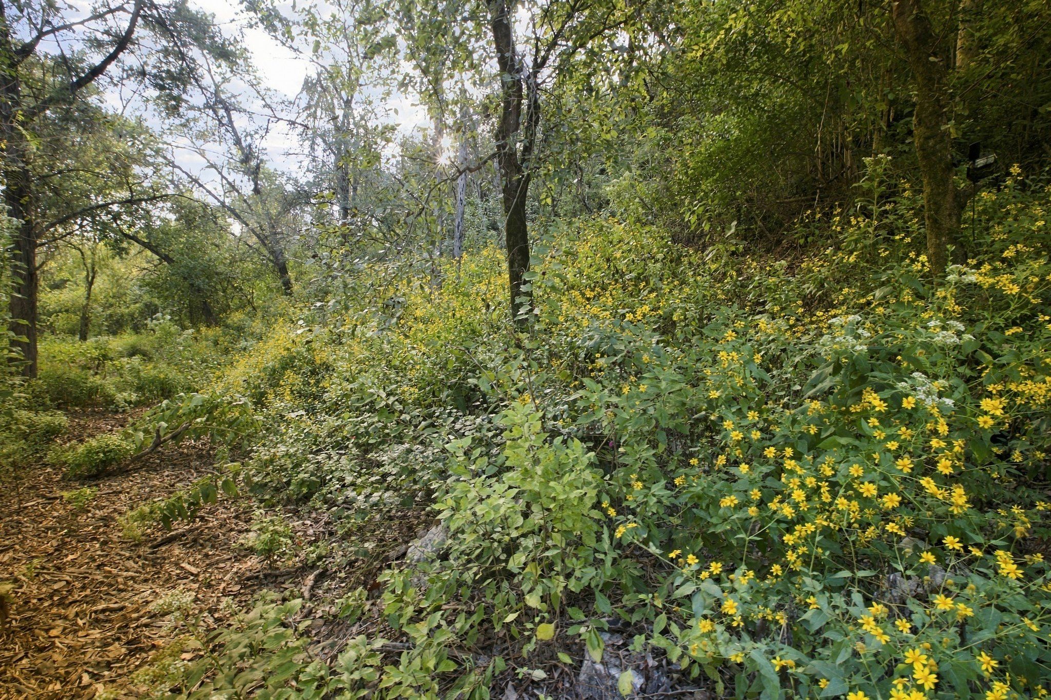 Private acreage in The Estates of Barton Creek - 物件實景