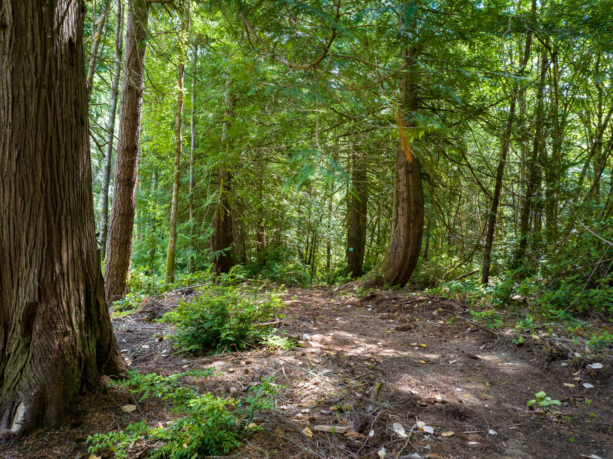  Lot A Bucsit Lane Northeast, Bainbridge Island, WA 98110 - 物件實景