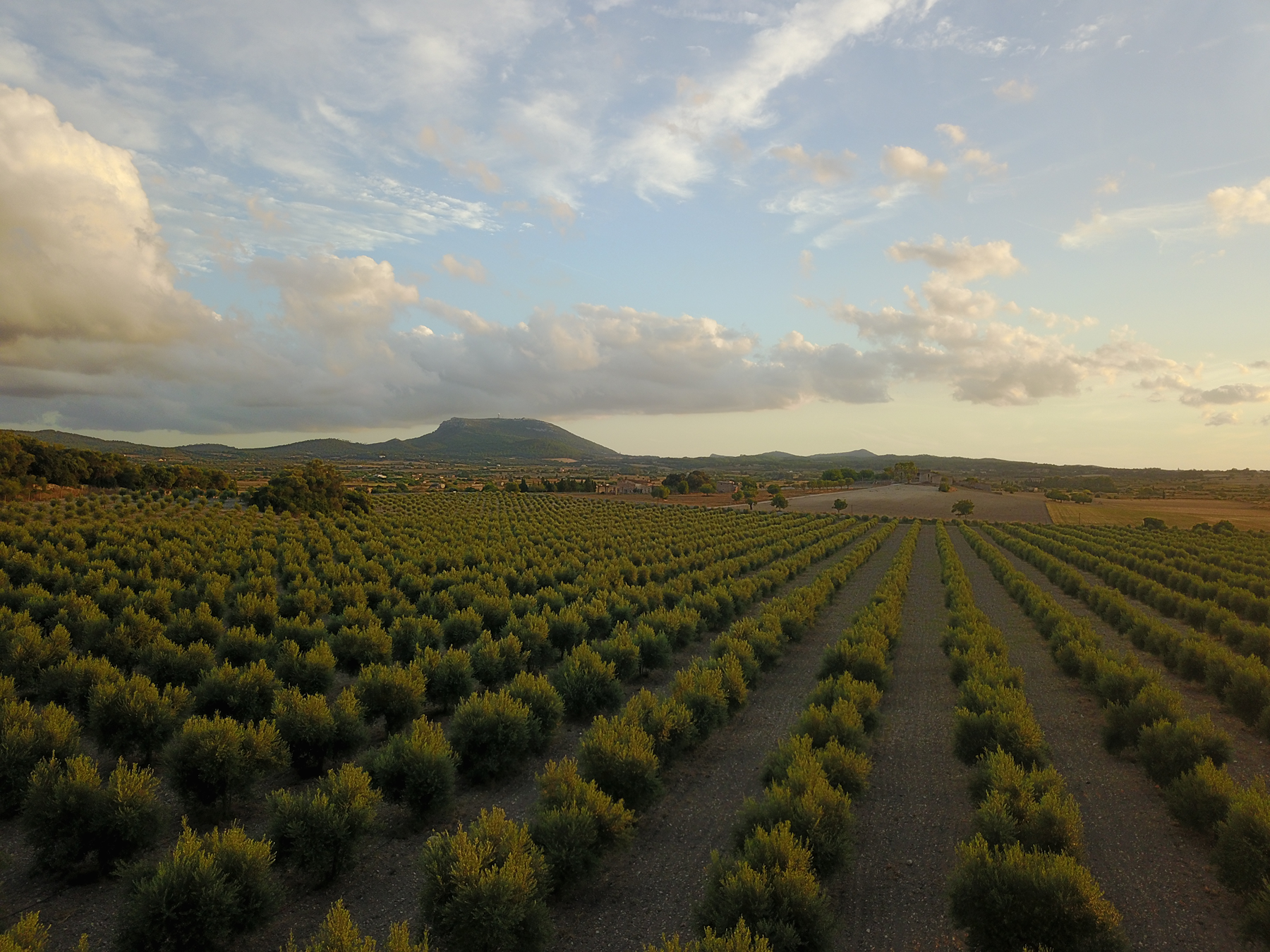  Authentic Majorcan estate with pool near Montuïri - 物件實景