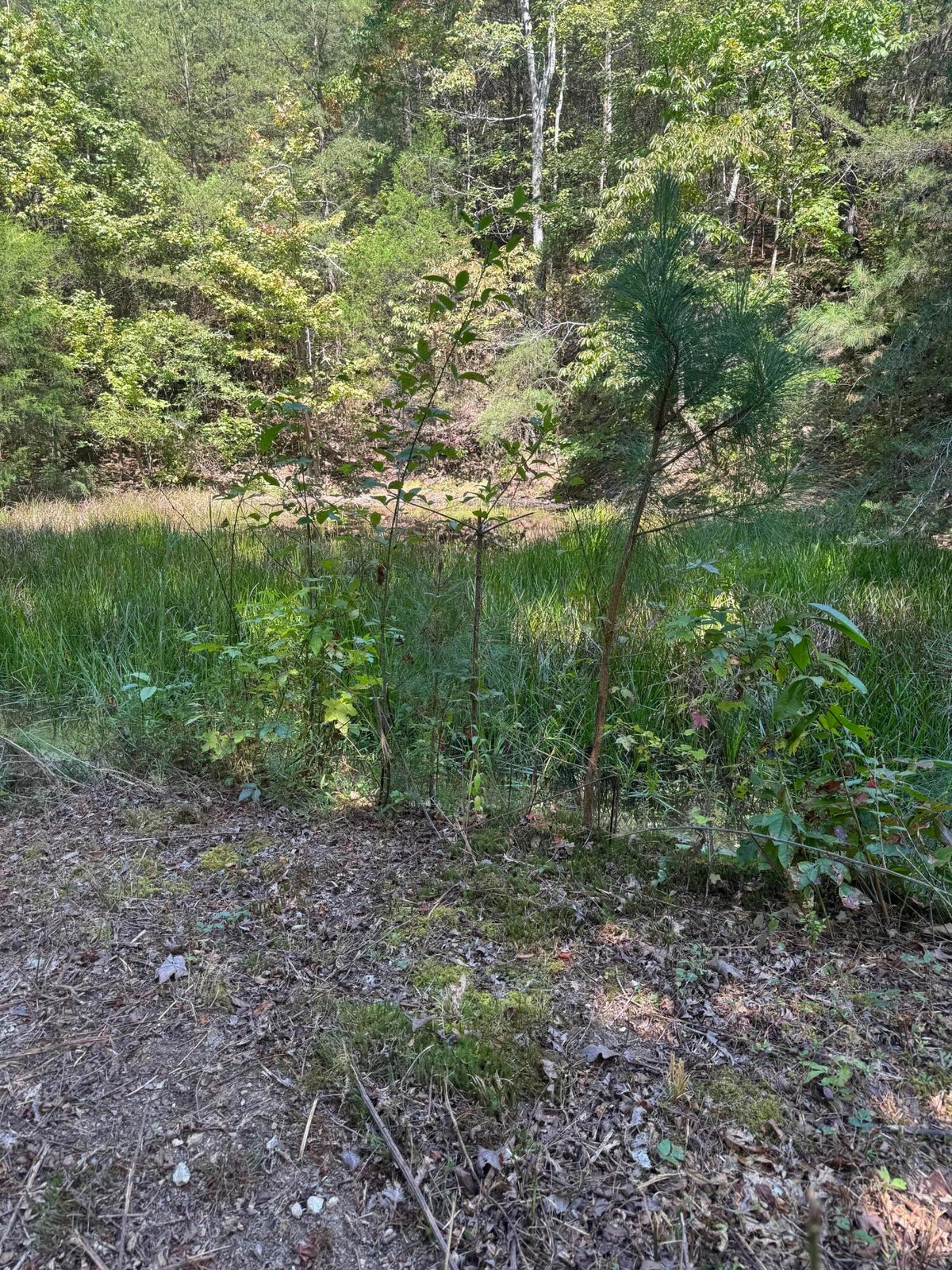 Dunlap, Tennessee, 37327, United States, 3 Bedrooms Bedrooms, ,1 BathroomBathrooms,Residential,For Sale,1980743