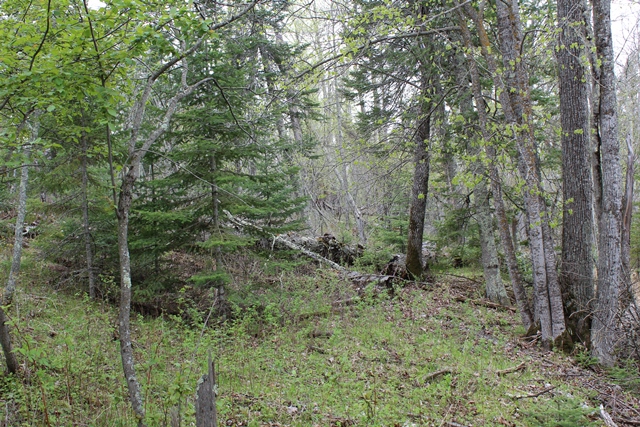 Deer River, Minnesota, 56636, United States, ,Land,For Sale,1974863