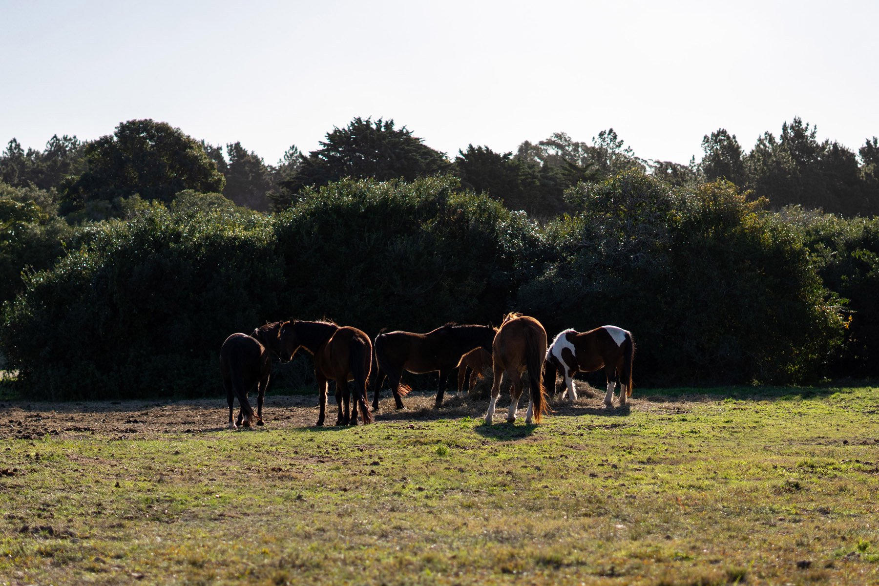  Magnificent Farm of 5 Hectares in José Ignacio - 物件實景