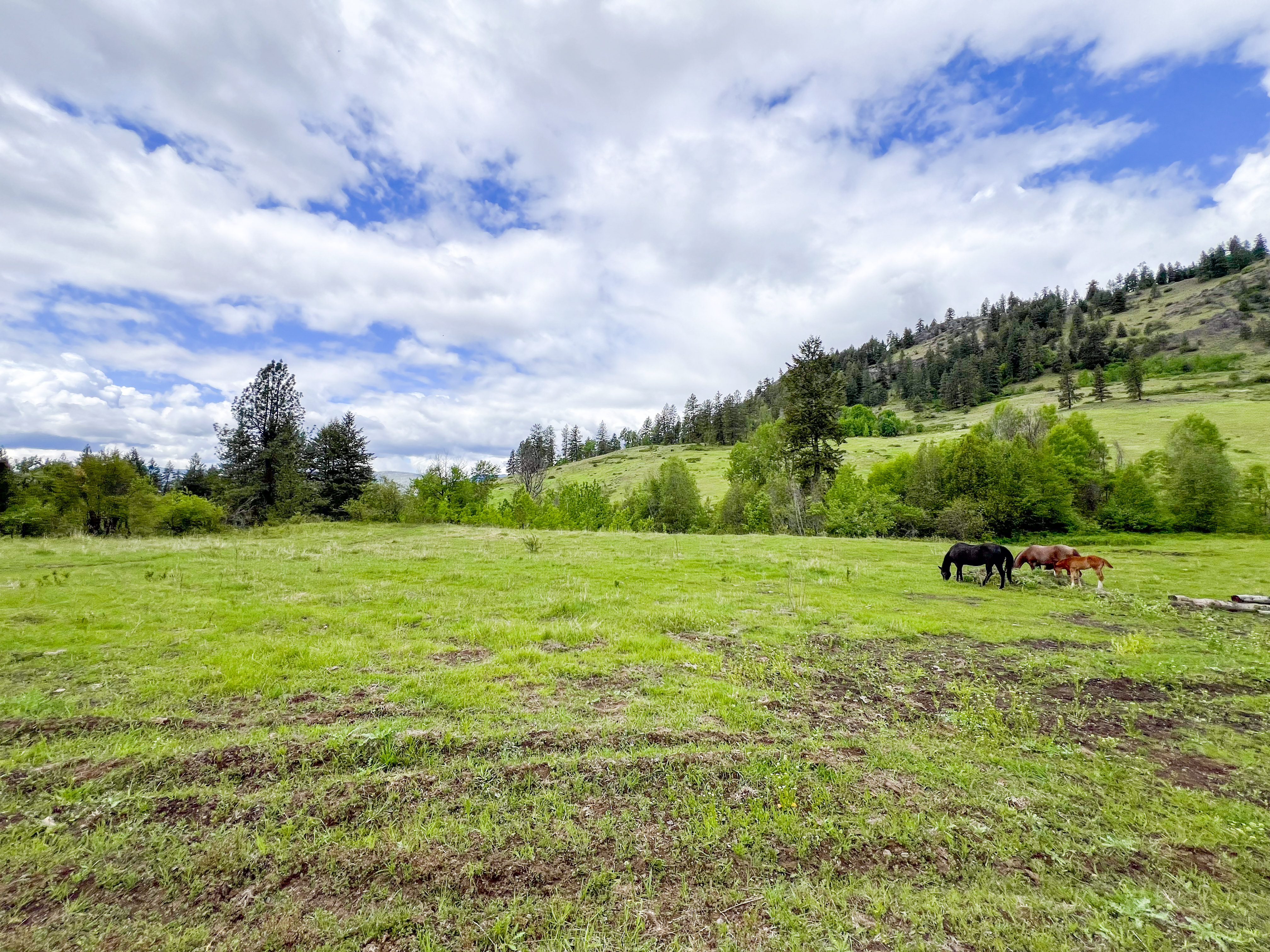 Kettle Falls, Washington, 99141, United States, 3 Bedrooms Bedrooms, ,2 BathroomsBathrooms,Residential,For Sale,1985709