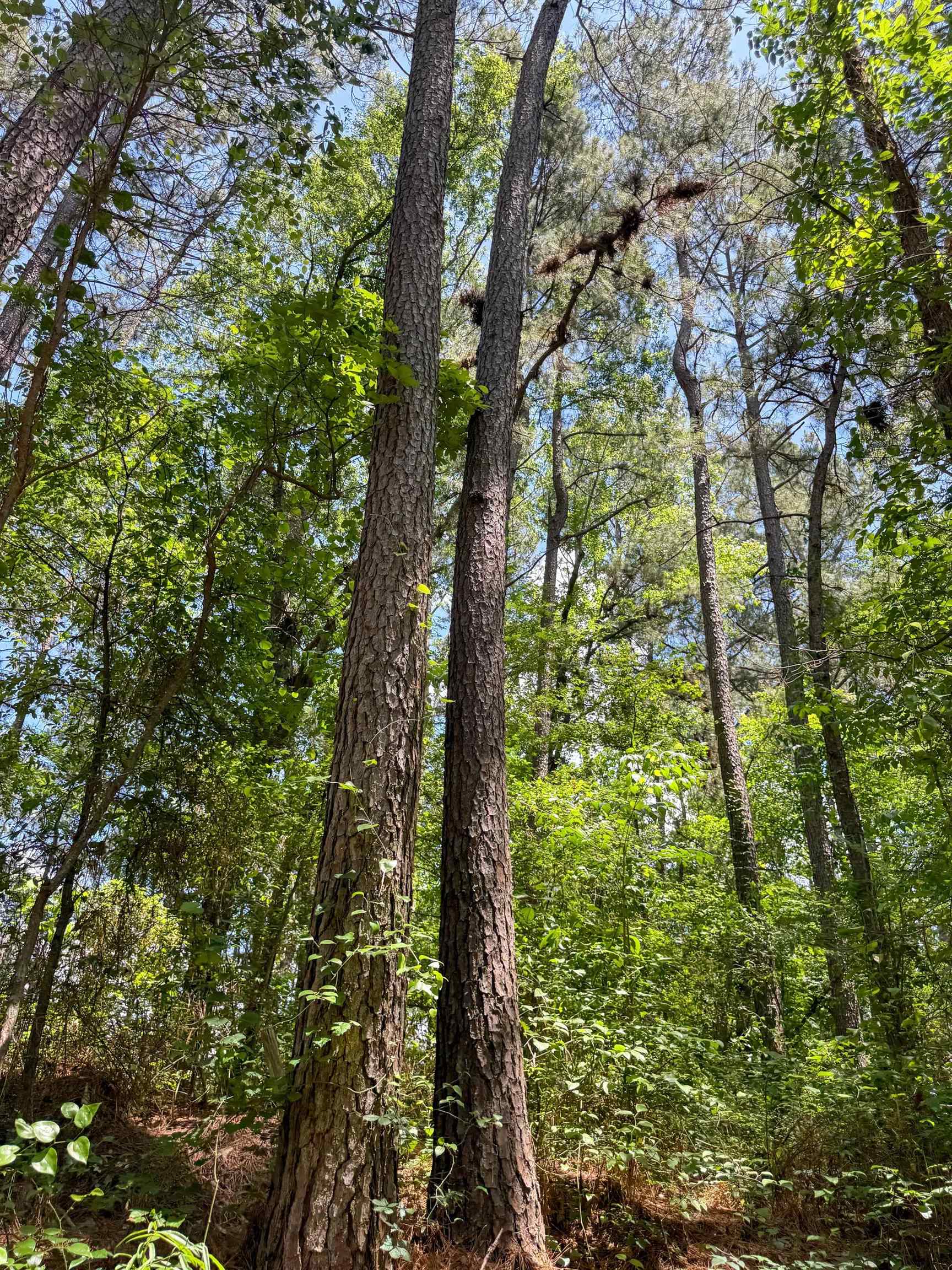 Douglassville, Texas, 75560, United States, ,Land,For Sale,2048006