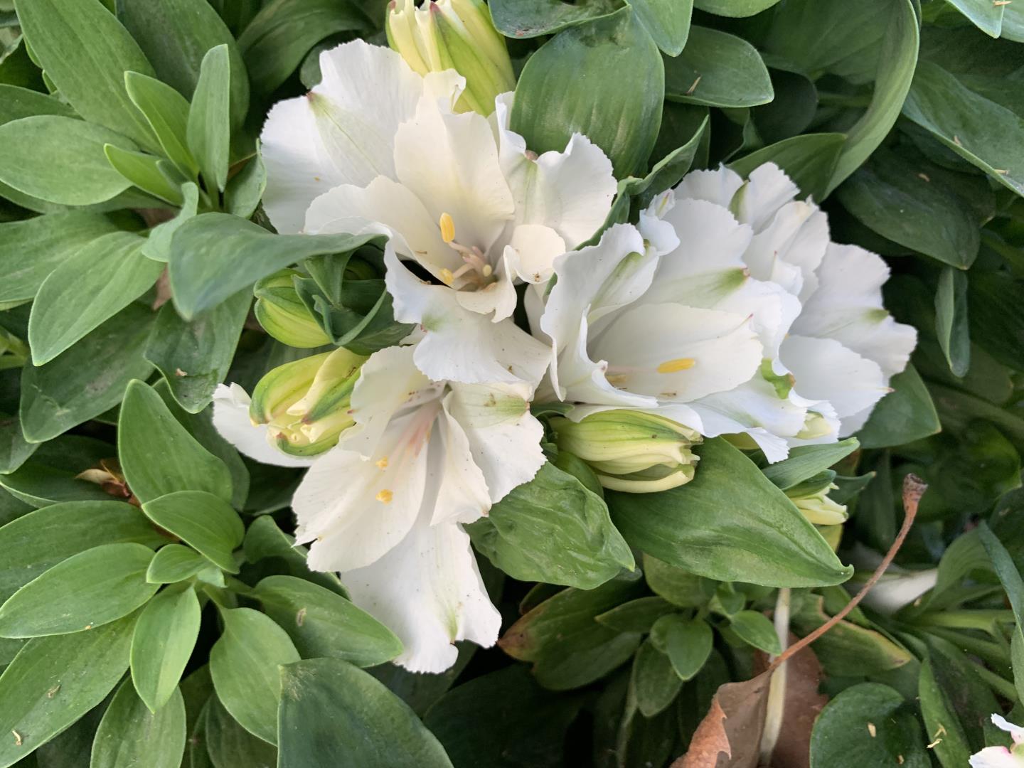 San Jose, California, 95125, United States, 4 Bedrooms Bedrooms, ,2 BathroomsBathrooms,Residential,For Sale,2003110