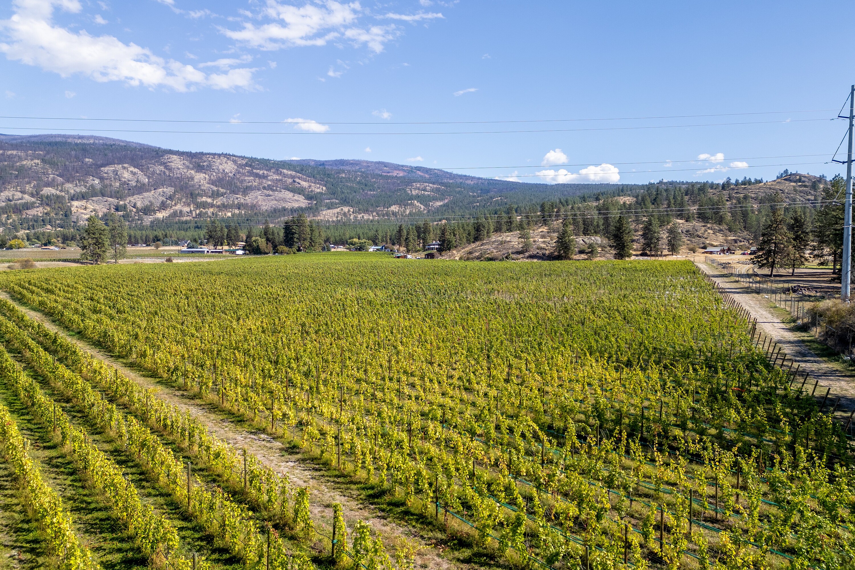  Vineyard in Okanagan Falls - 物件實景