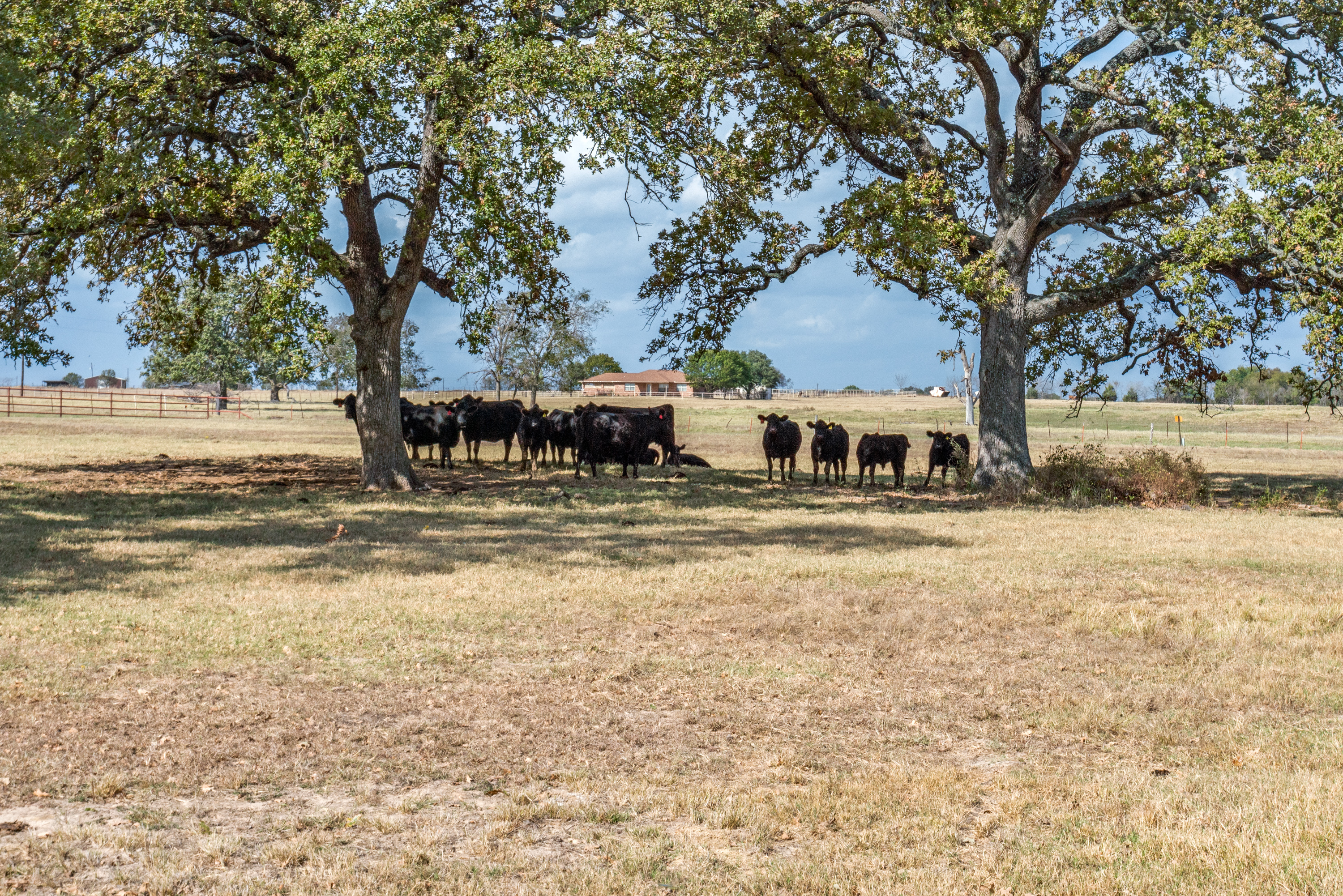 Mabank, Texas, 75147, United States, 2 Bedrooms Bedrooms, ,3 BathroomsBathrooms,Residential,For Sale,1989004