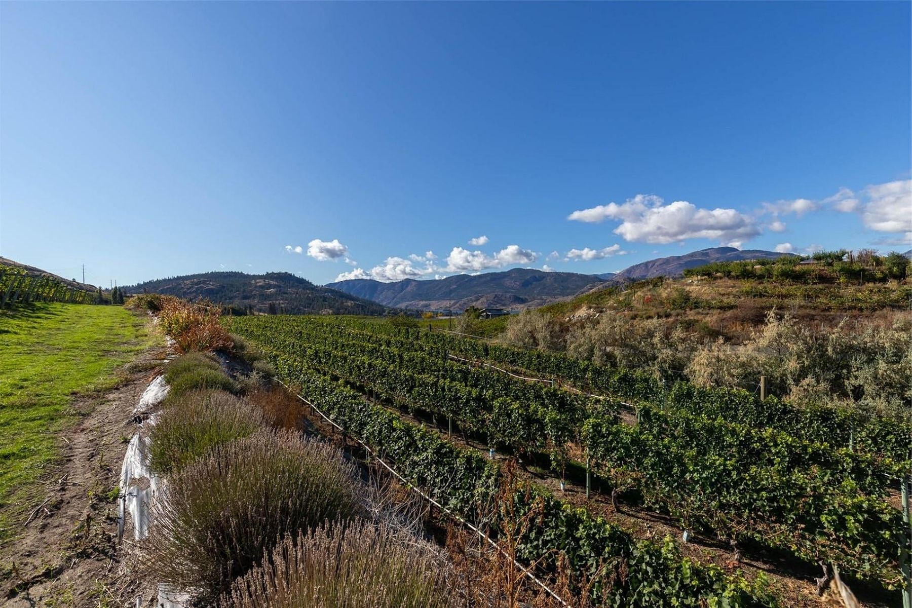  Boutique Okanagan Winery - 物件實景