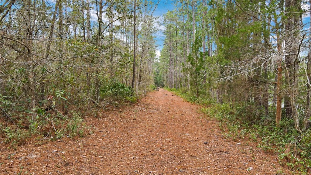 156 AC Us Hwy 17 Hwy, Townsend, Georgia, 31331, United States, ,Land,For Sale,156 AC Us Hwy 17 Hwy,1472997