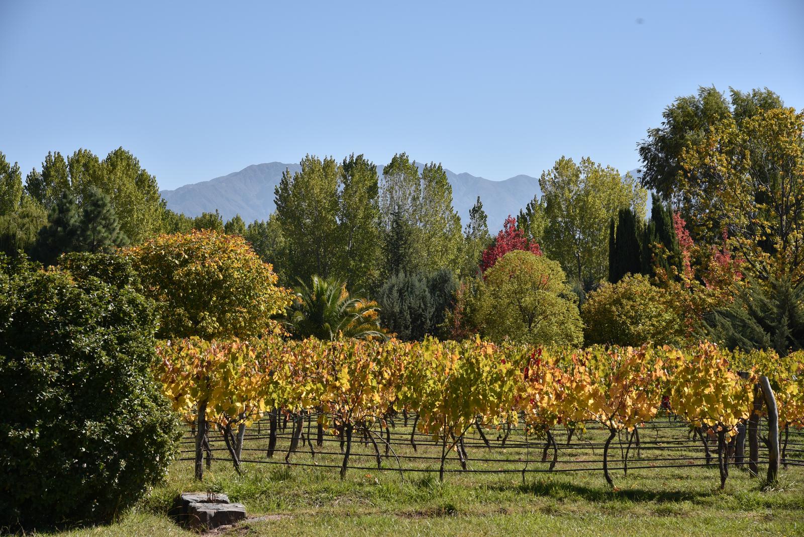 Lujan De Cuyo, AR-M, AR, 5 Bedrooms Bedrooms, ,8 BathroomsBathrooms,Residential,For Sale,1999071